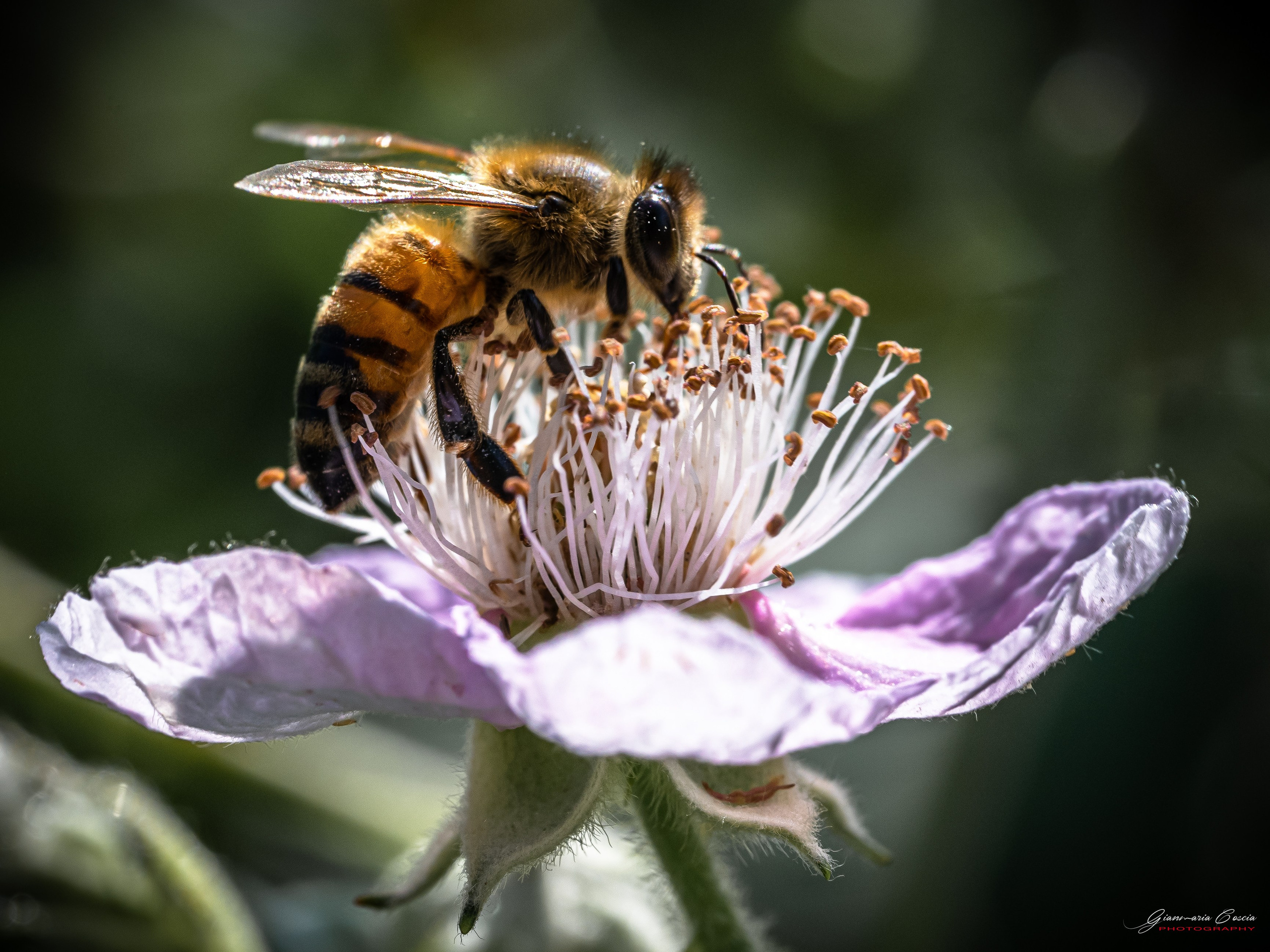 “Gianmaria Coscia fotografo per passione”