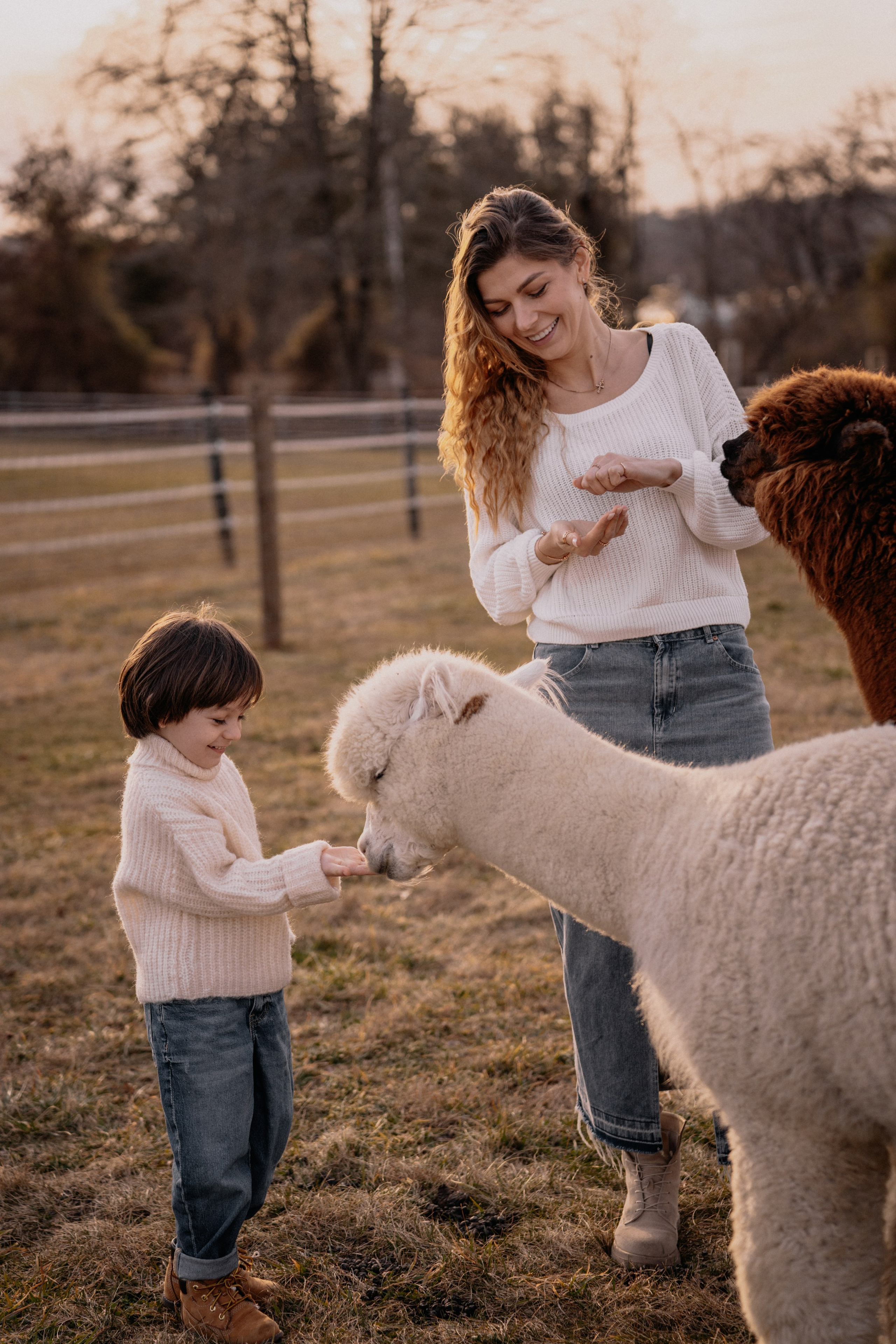 Alpaca’s farm. Wedding and family photographer and videographer PA, NJ, NY, DE, MD