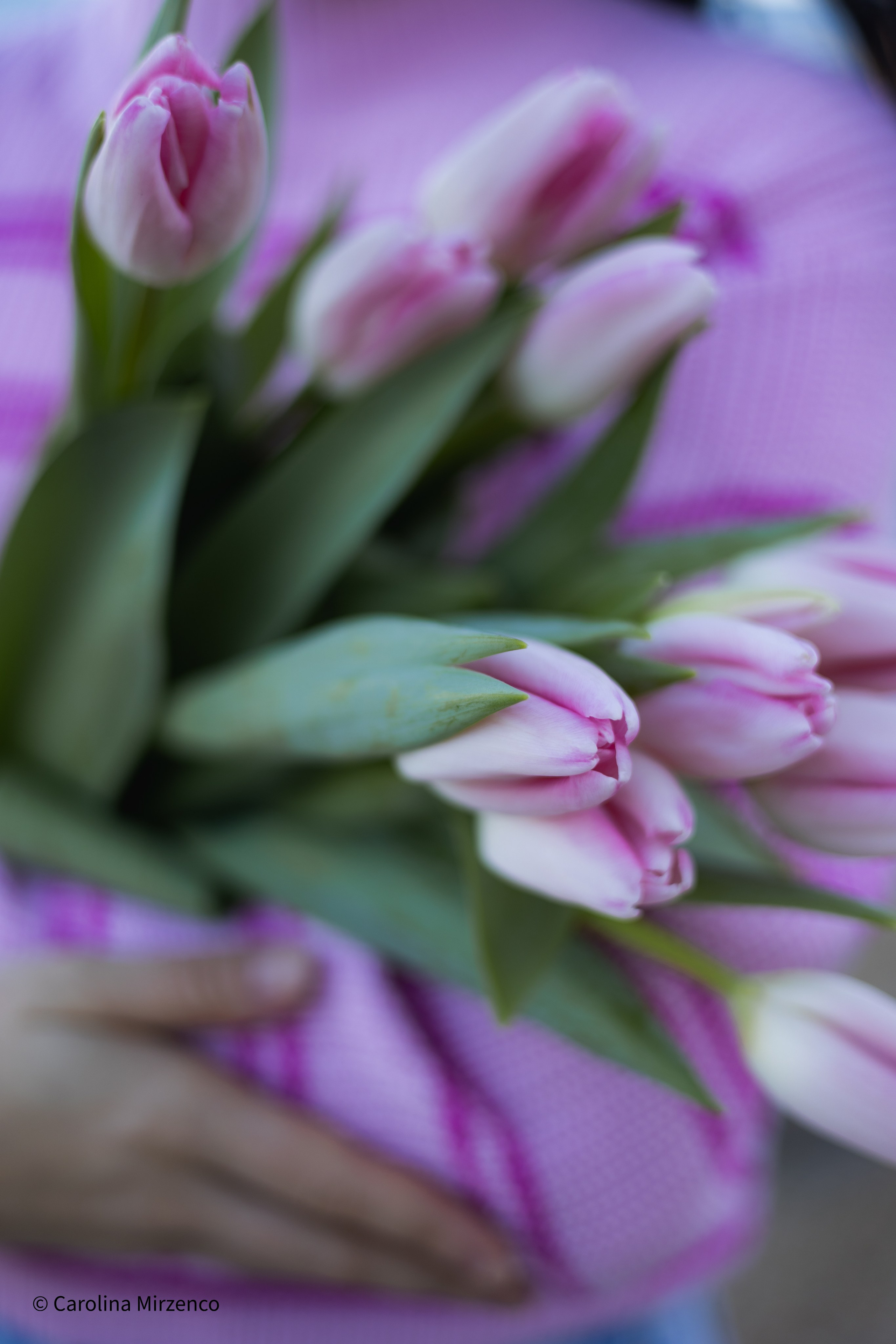 KaTy. TuLiPeS eN jAnViEr. Photographe en Côte d’Azur
