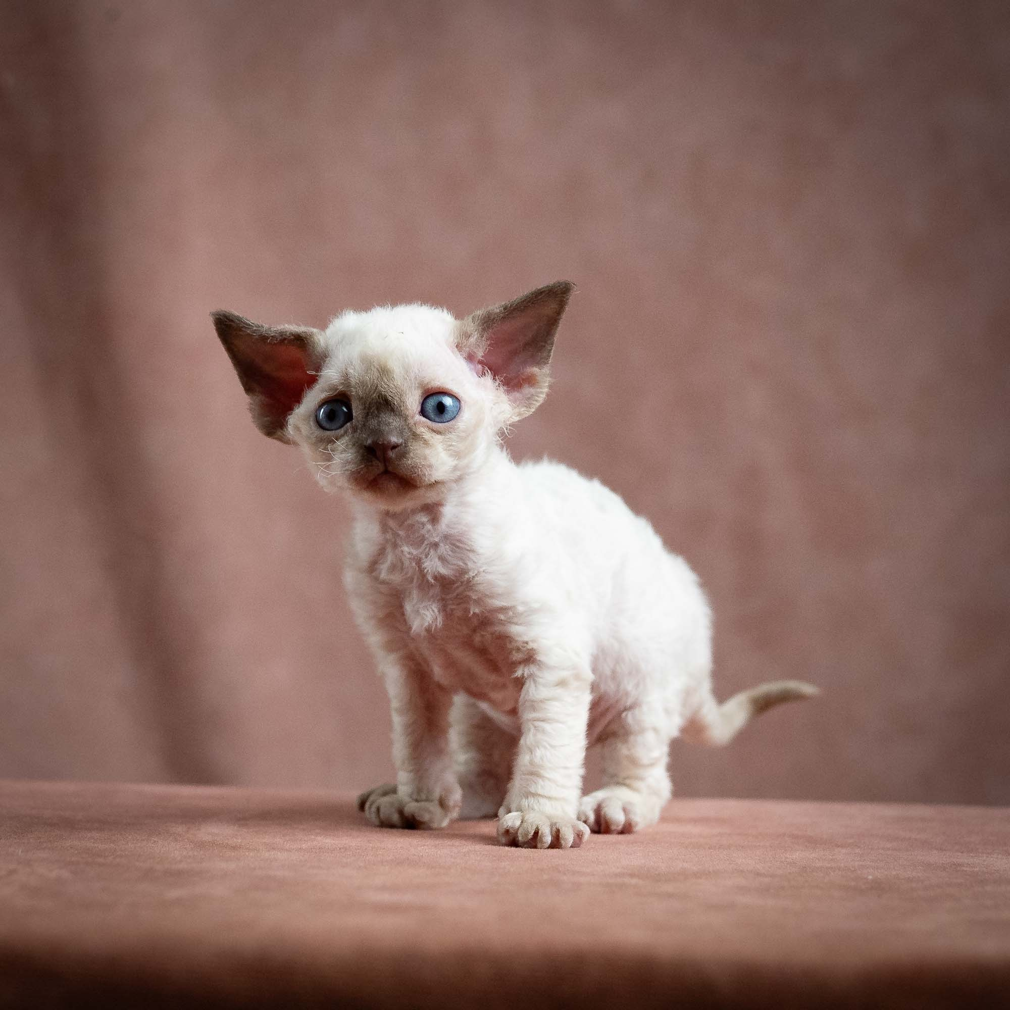 Mila, girl, born 01.15.26. Devon Rex Pixie Cattery