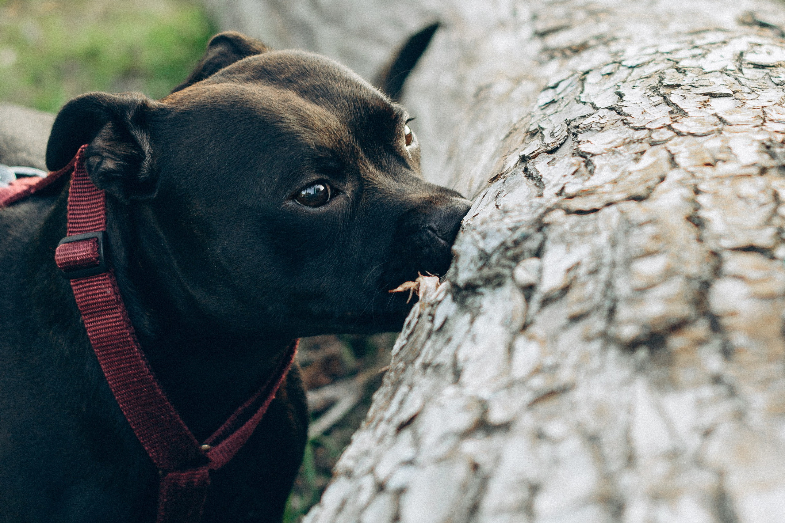 Severa and Barracuda, Staffordshire Bull Terriers. Kat Laisaar — Pet photographer in Tallinn