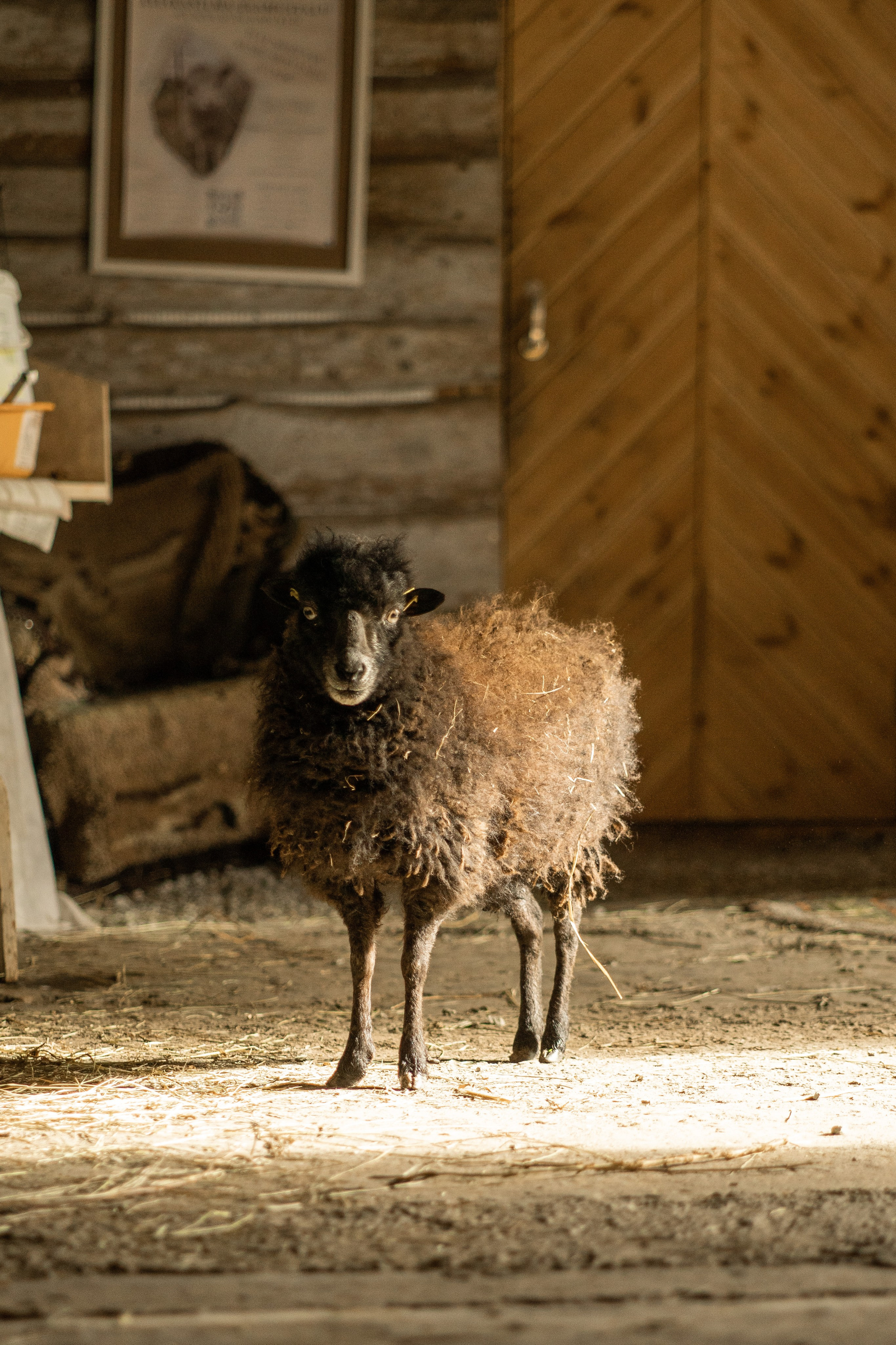 Herding Days, 26 apr. 2025. Kat Laisaar — Pet photographer in Tallinn