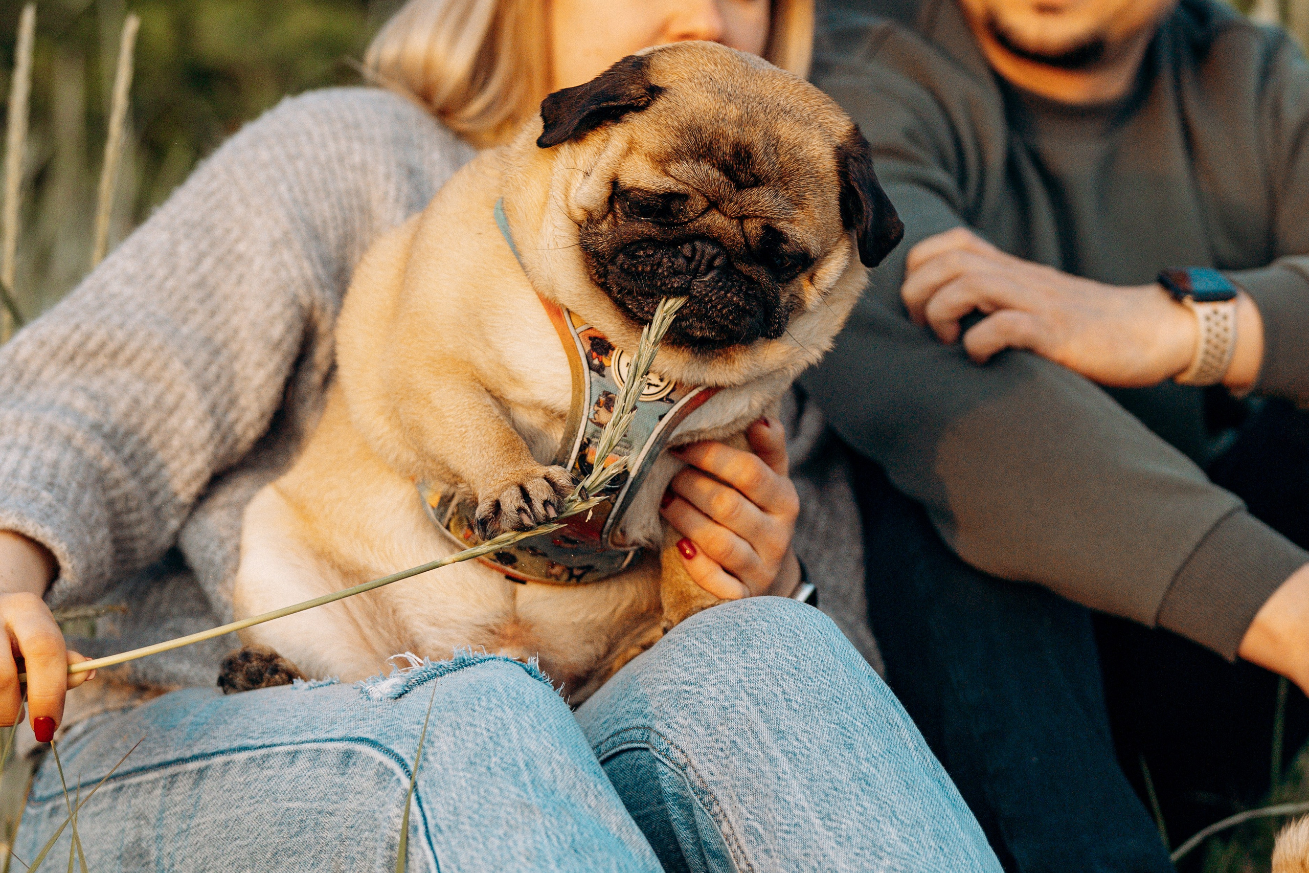Frank, Tony, Katerina & Lev. Kat Laisaar — Pet photographer in Tallinn