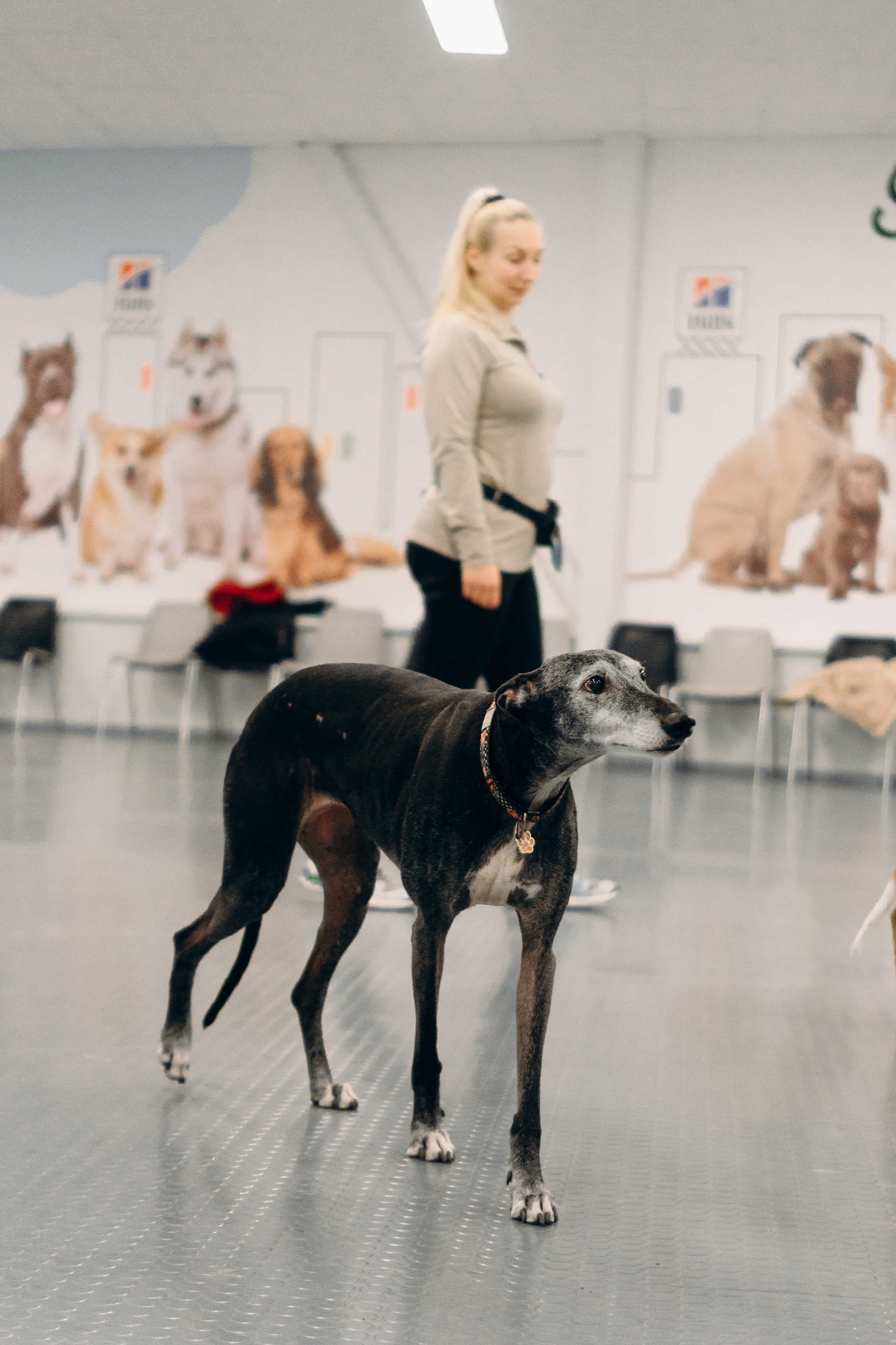 GalgoTreff / PetCity Rannamõisa, 13 apr. 2025. Kat Laisaar — Pet photographer in Tallinn