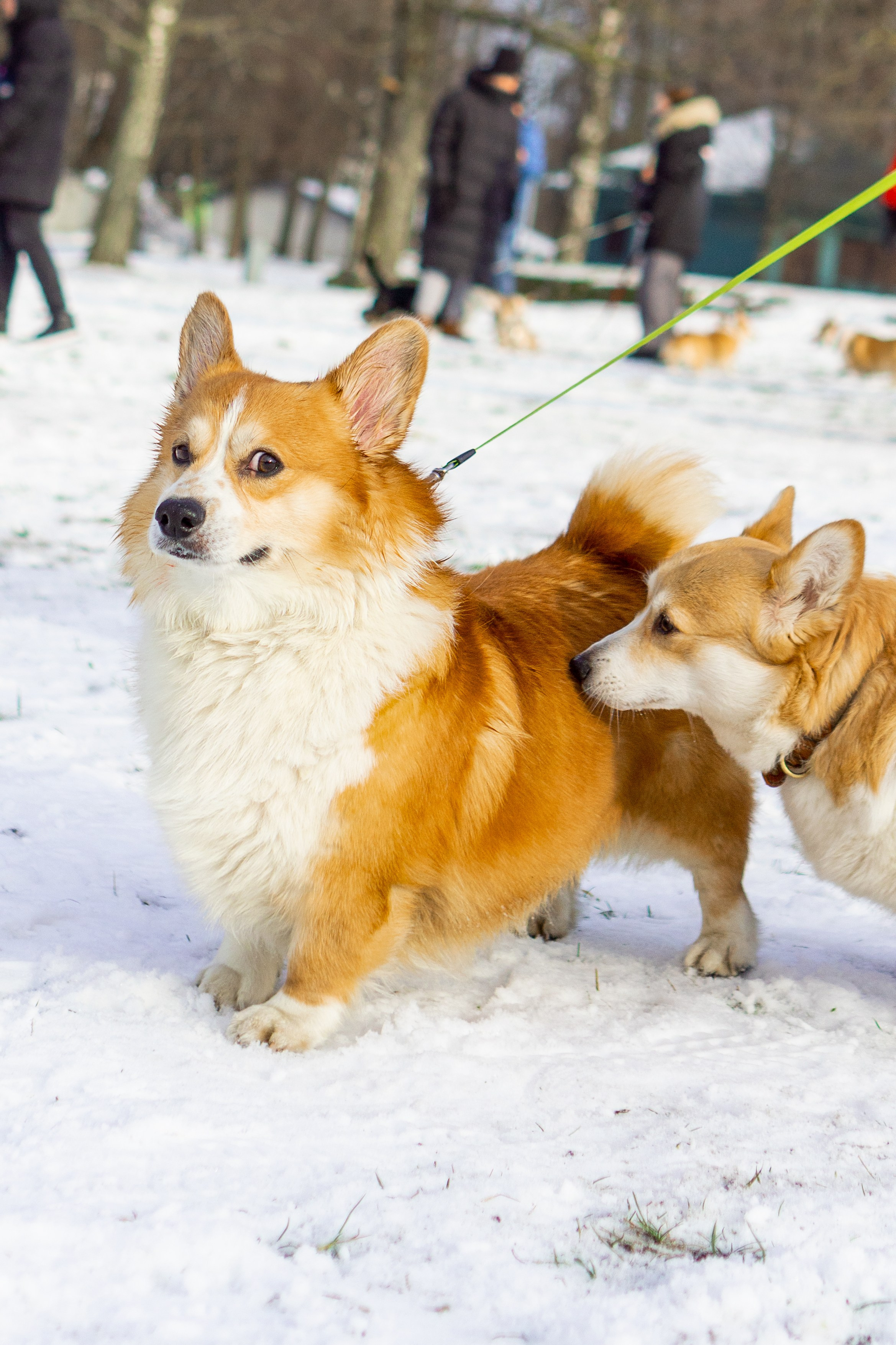 Corgi party, 23 feb. 2025. Kat Laisaar — Pet photographer in Tallinn