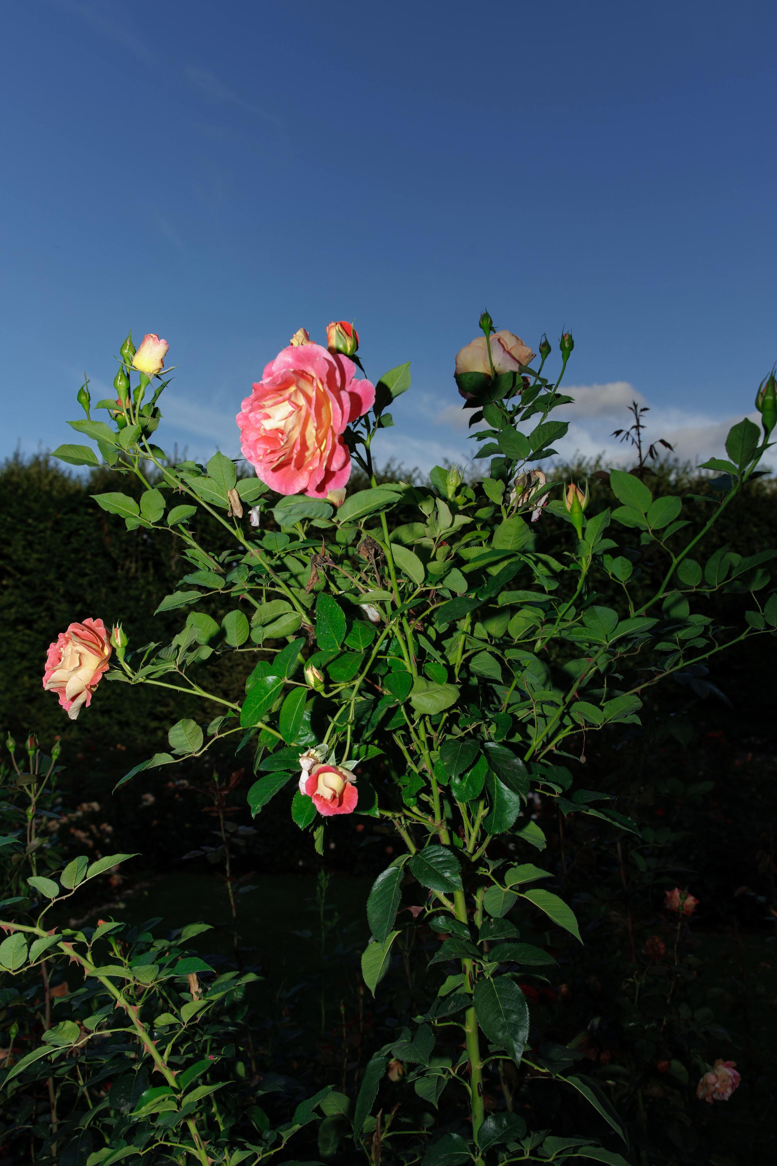 Daria & Pawel. Palac Mala Wies. 17.09.2025. Fotograf ślubny i rodzinny w Krakowie Yana Klymova