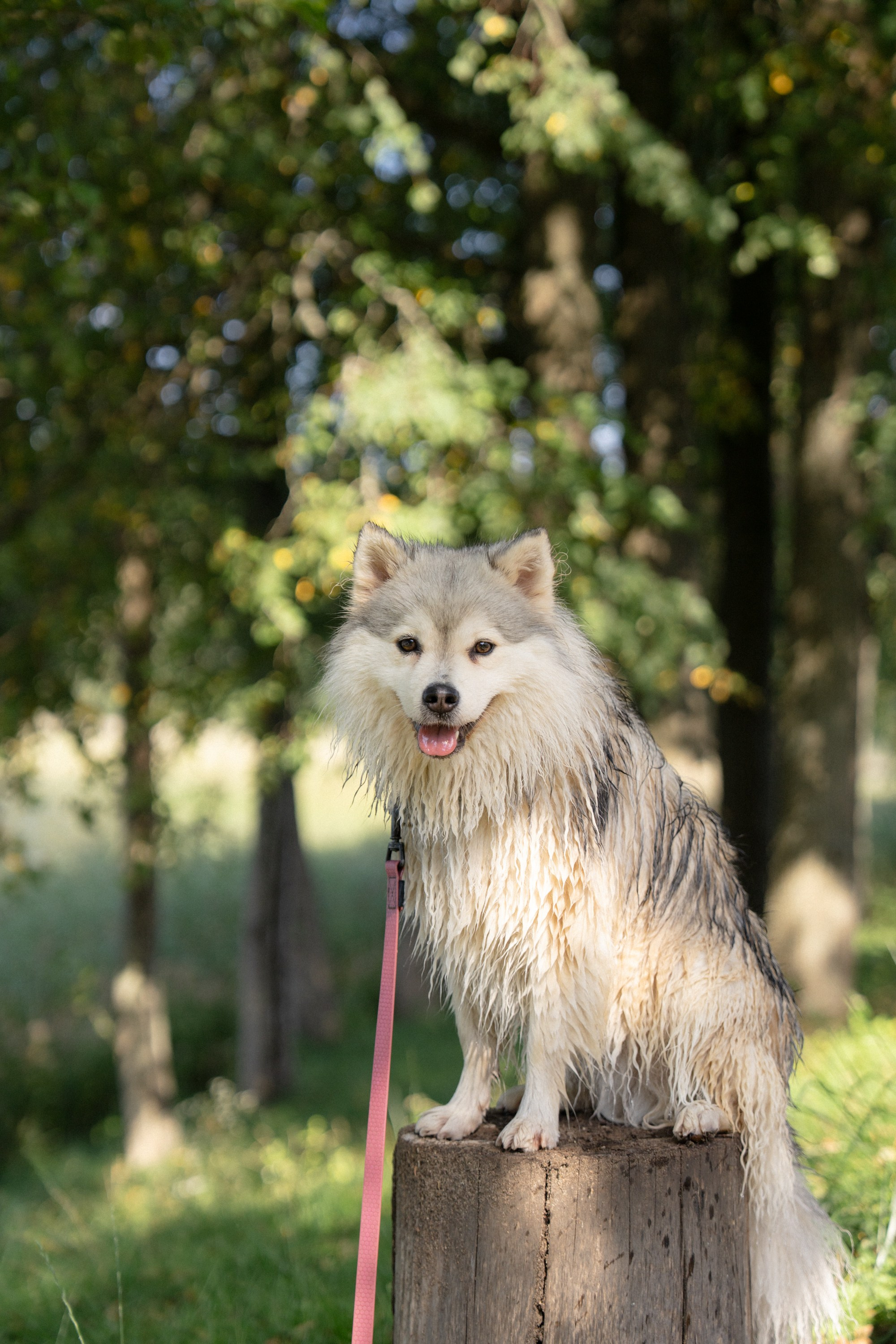 Heppi Dogo fest 2025. Vita Klimaševska ○ Fluffy Soulmate Photography