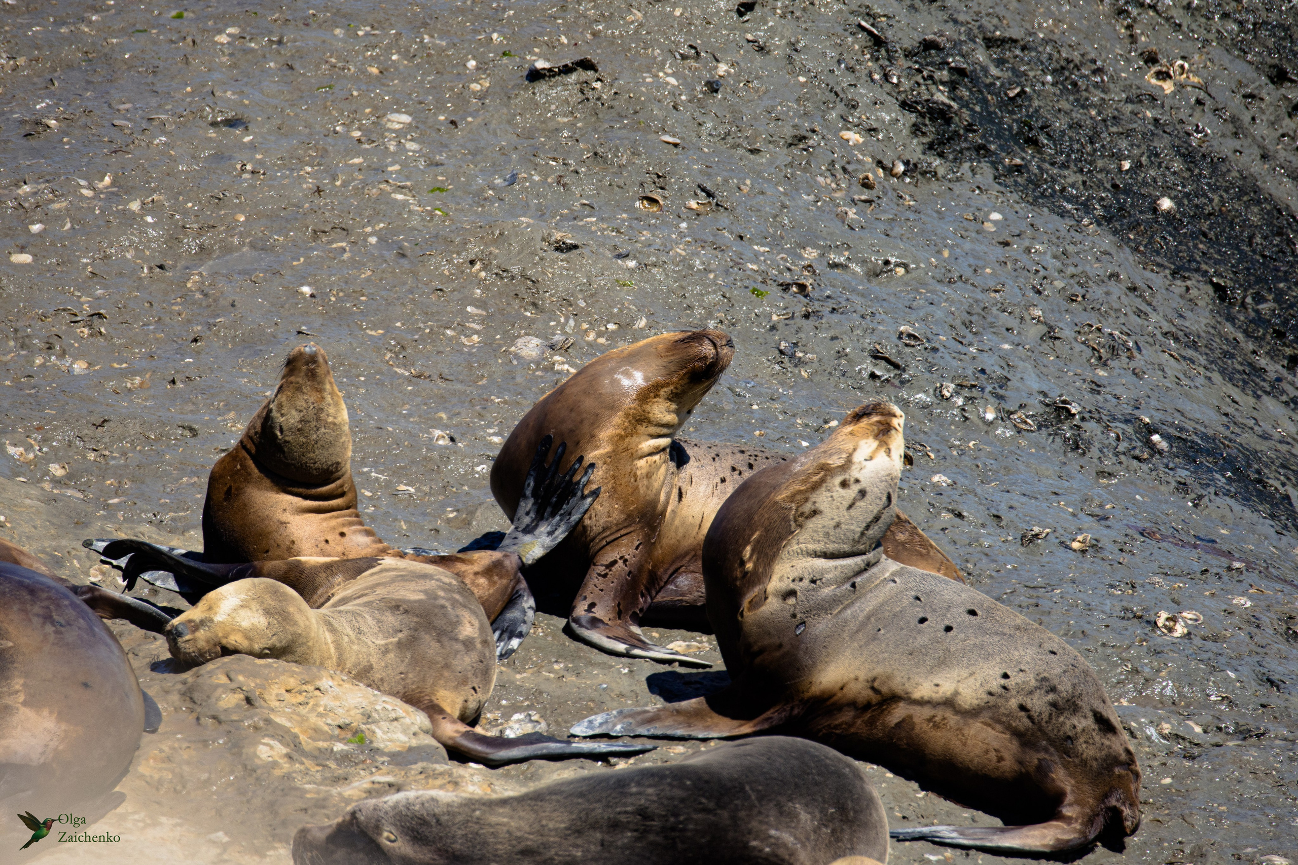 Южный морской лев