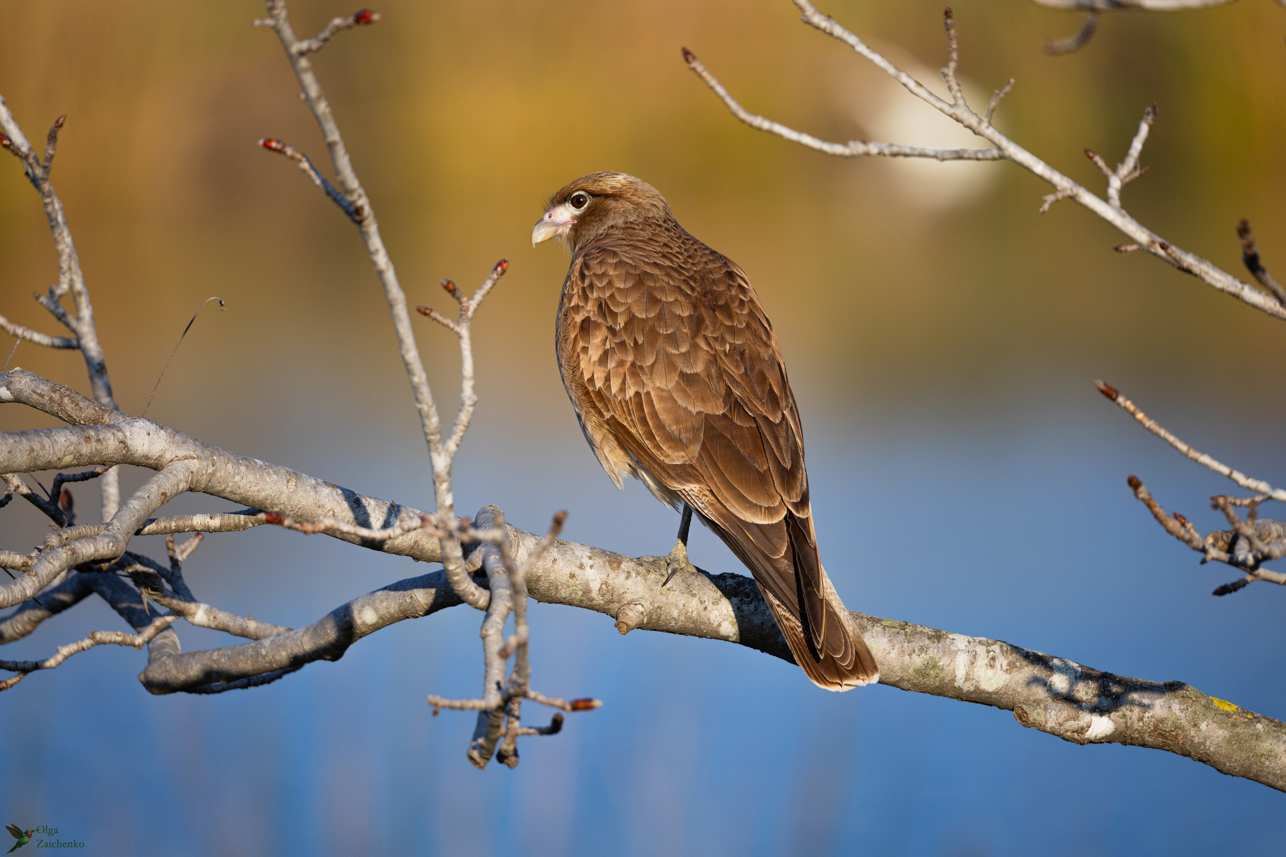 WildLife. Фотограф в Буэнос-Айресе