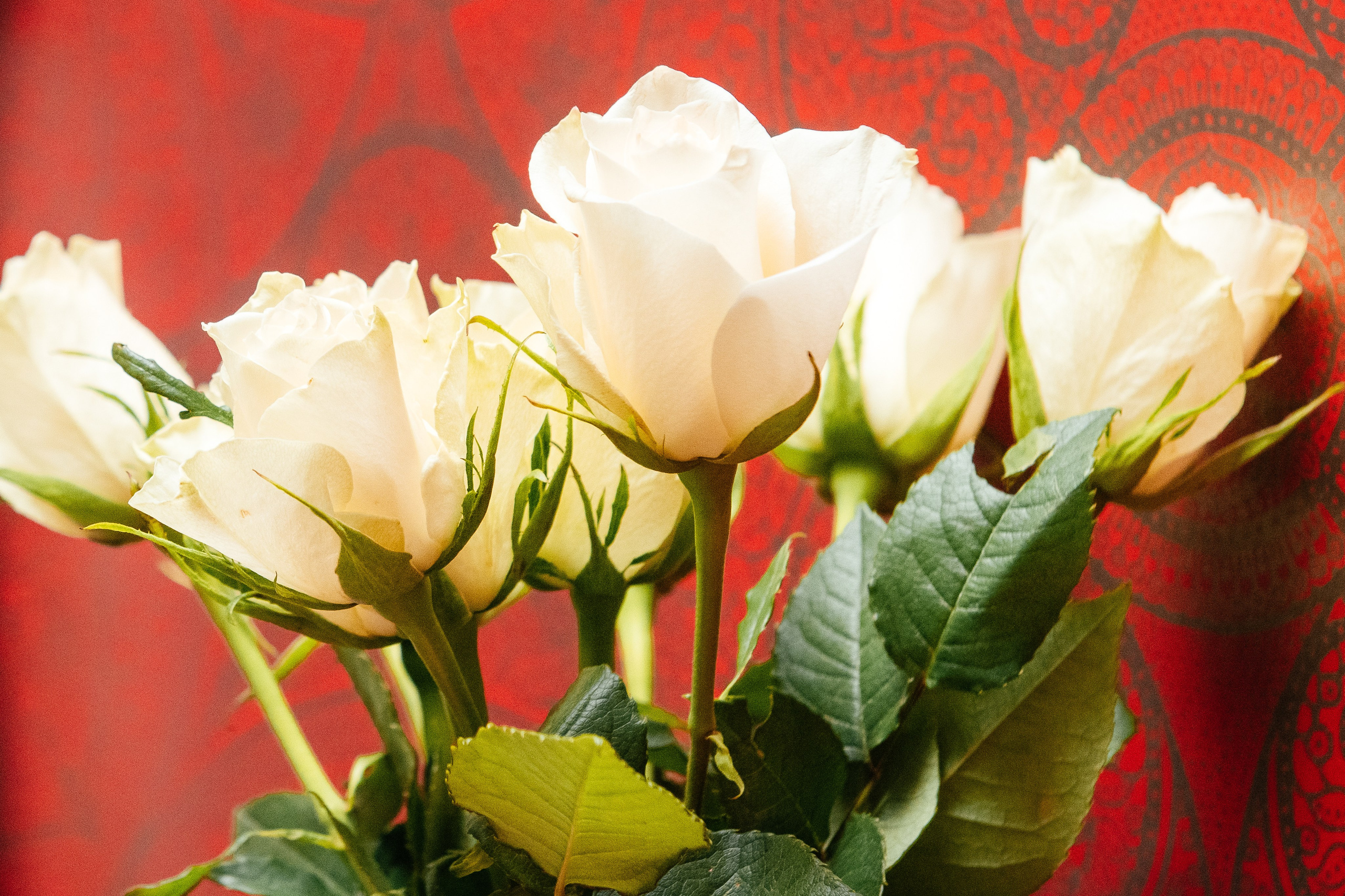 KAIANE & BENJAMIN Meilen, Switzerland. I am Elena Altendorfer. Wedding photographer in Zurich and Switzerland