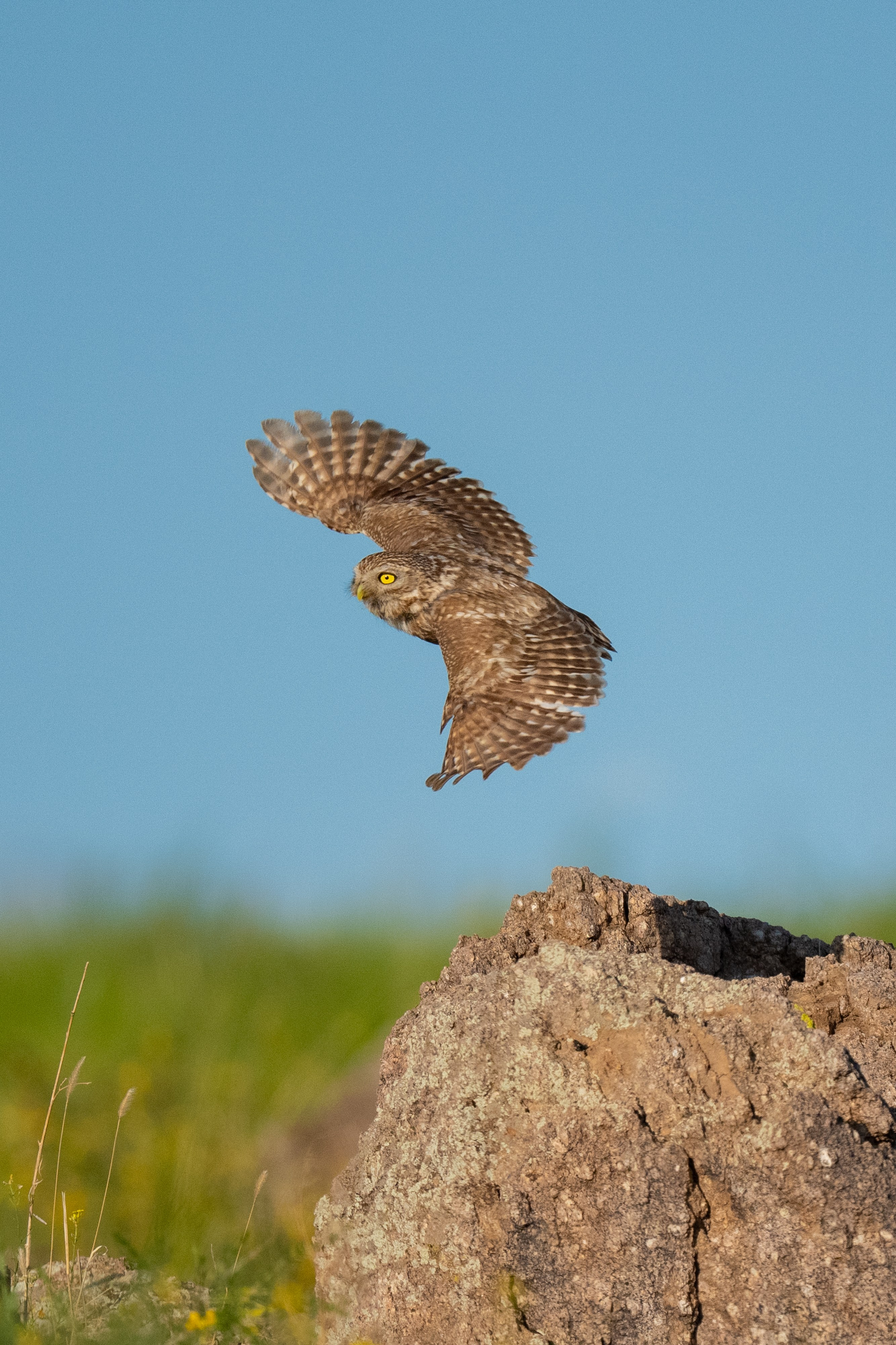 Buhos. Nature photographer Yuri Soria-Galvarro