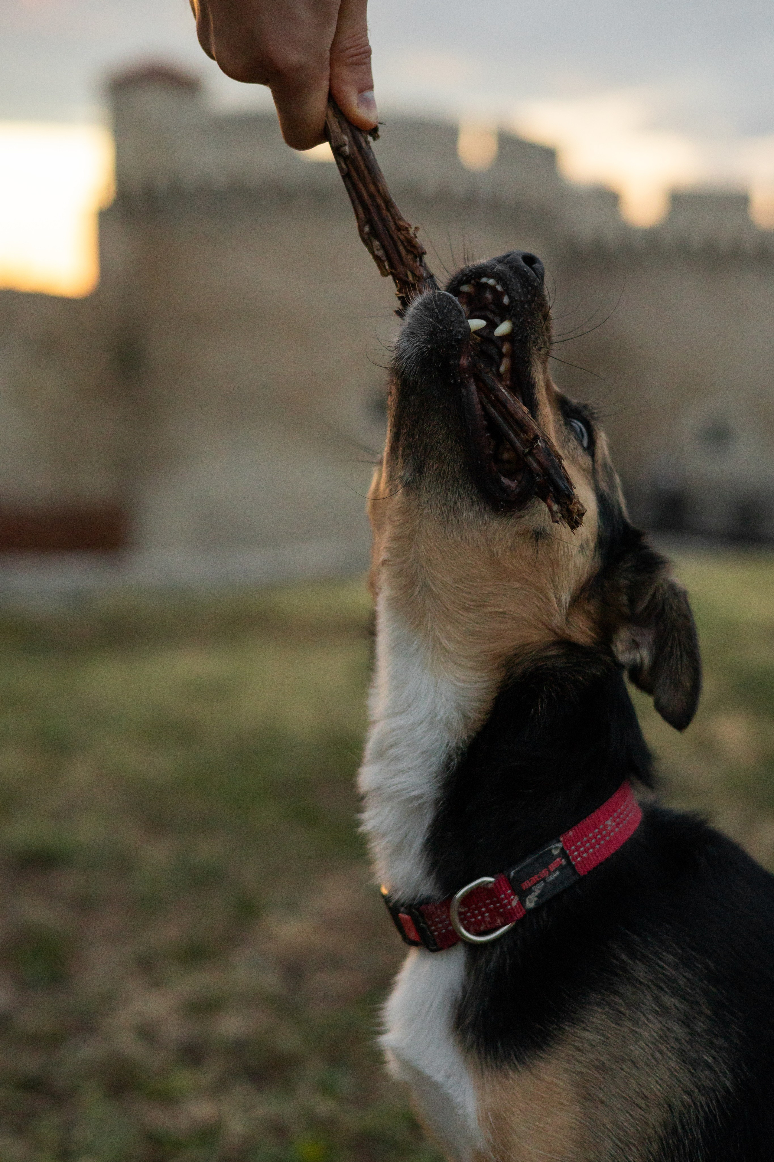 Настя, Денис и Мося. Фотограф-анималист | Белград
