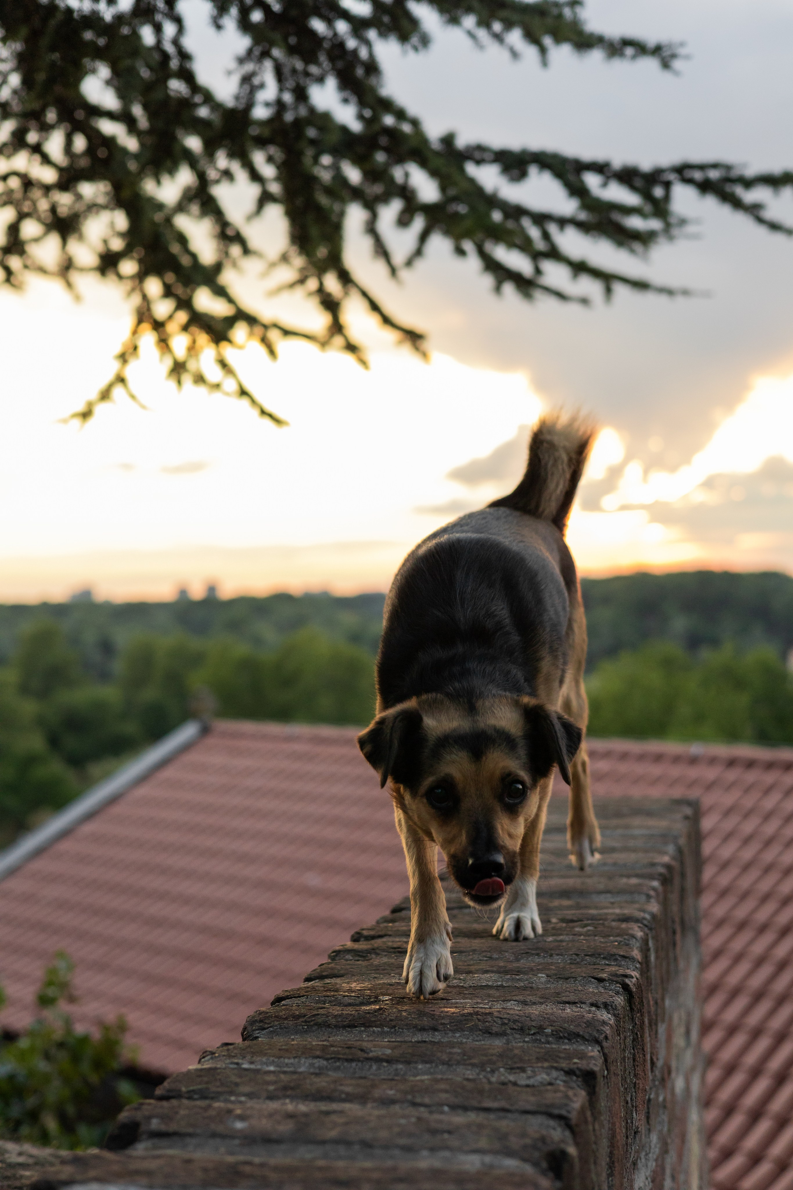 Настя, Денис и Мося. Фотограф-анималист | Белград