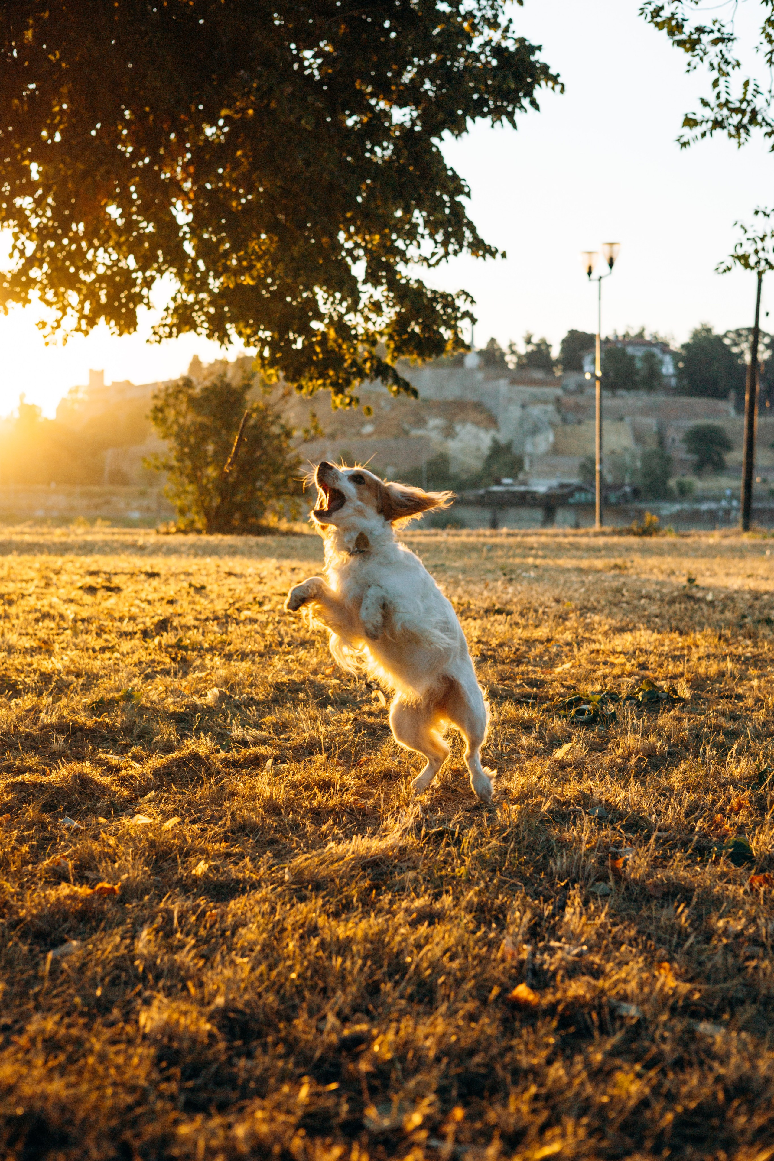 Софья и Арья. Фотограф-анималист | Белград