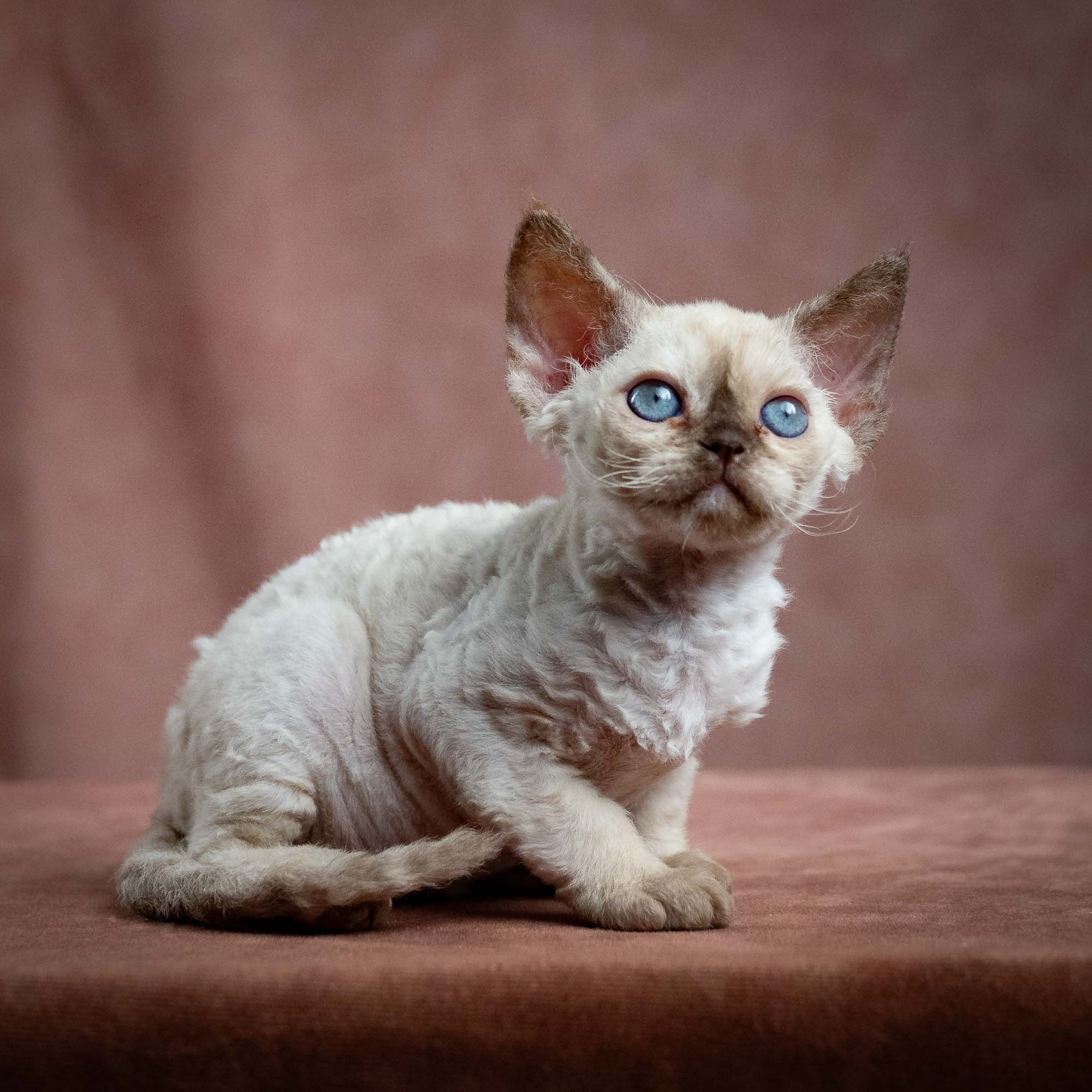 Luna, girl, born 12.20.2025. Devon Rex Pixie Cattery