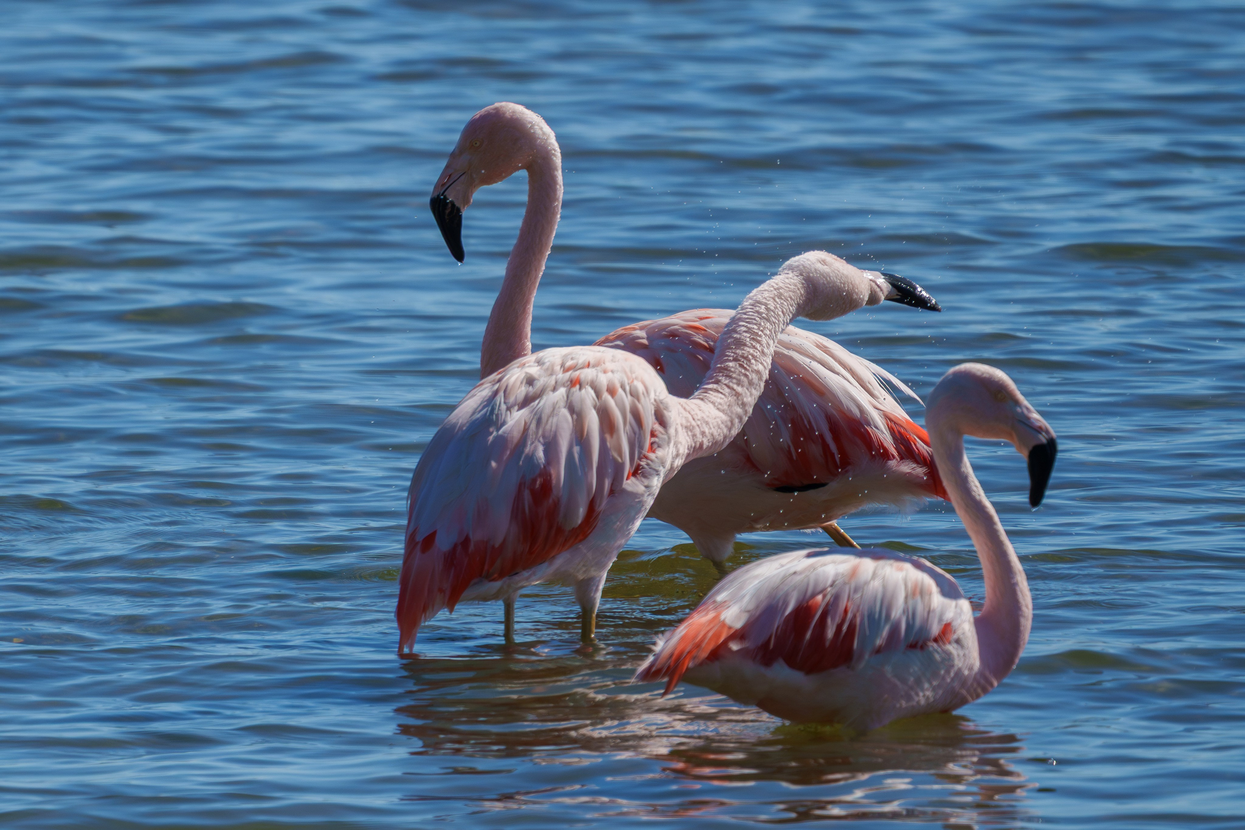 Fauna. Fotografía del día a día. Yuri Marín C