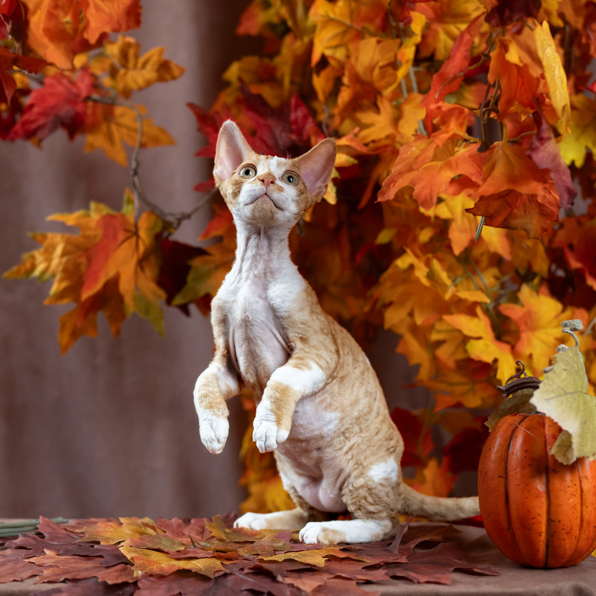 Kitten in autumn leaves