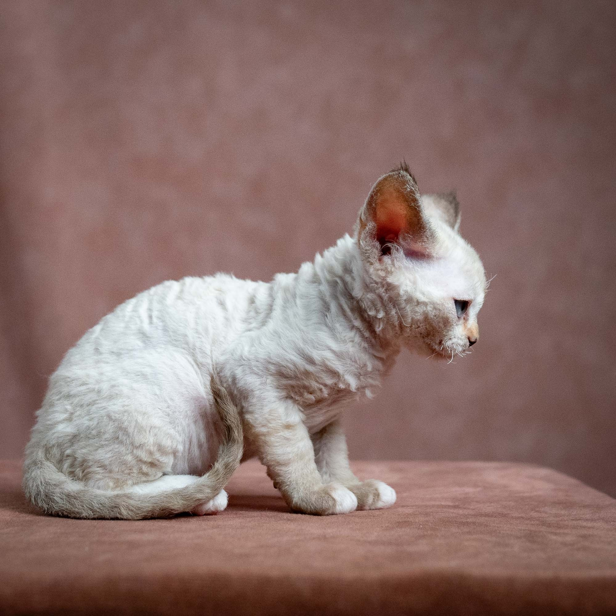 Lily, girl, born 12.20.2025. Devon Rex Pixie Cattery