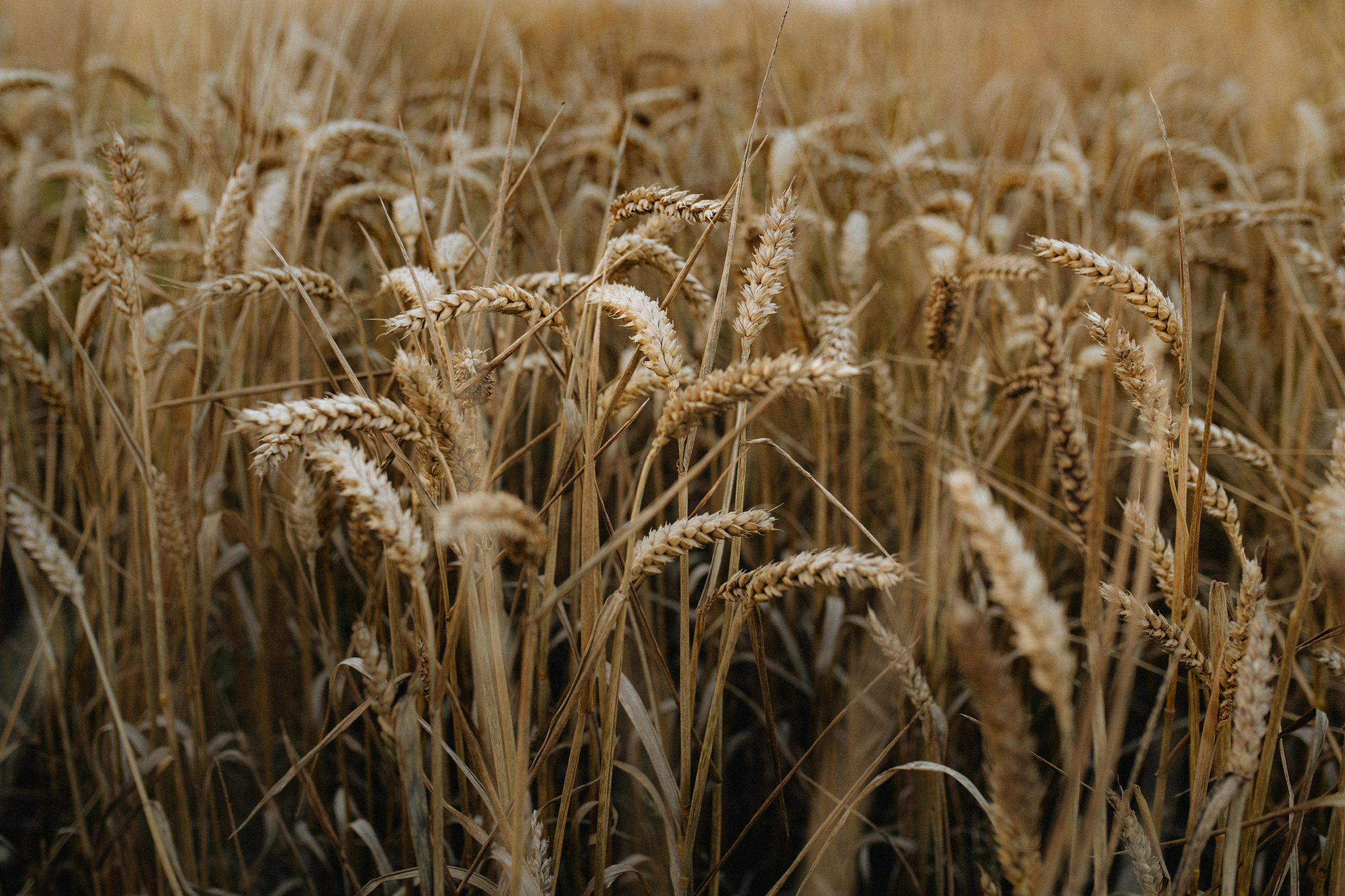 Summer in the countryside. Tania Gandrabur, photographer in West Midlands, England