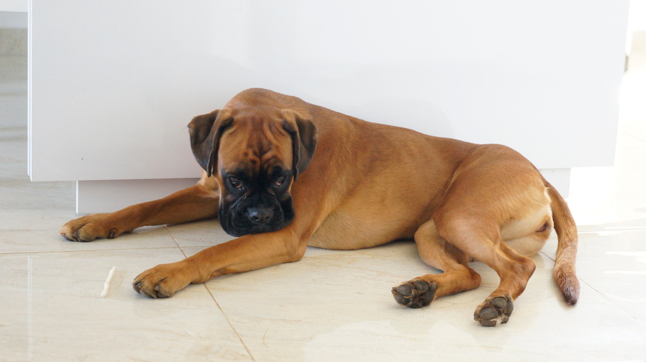 My ״Star״ Boxer Dog