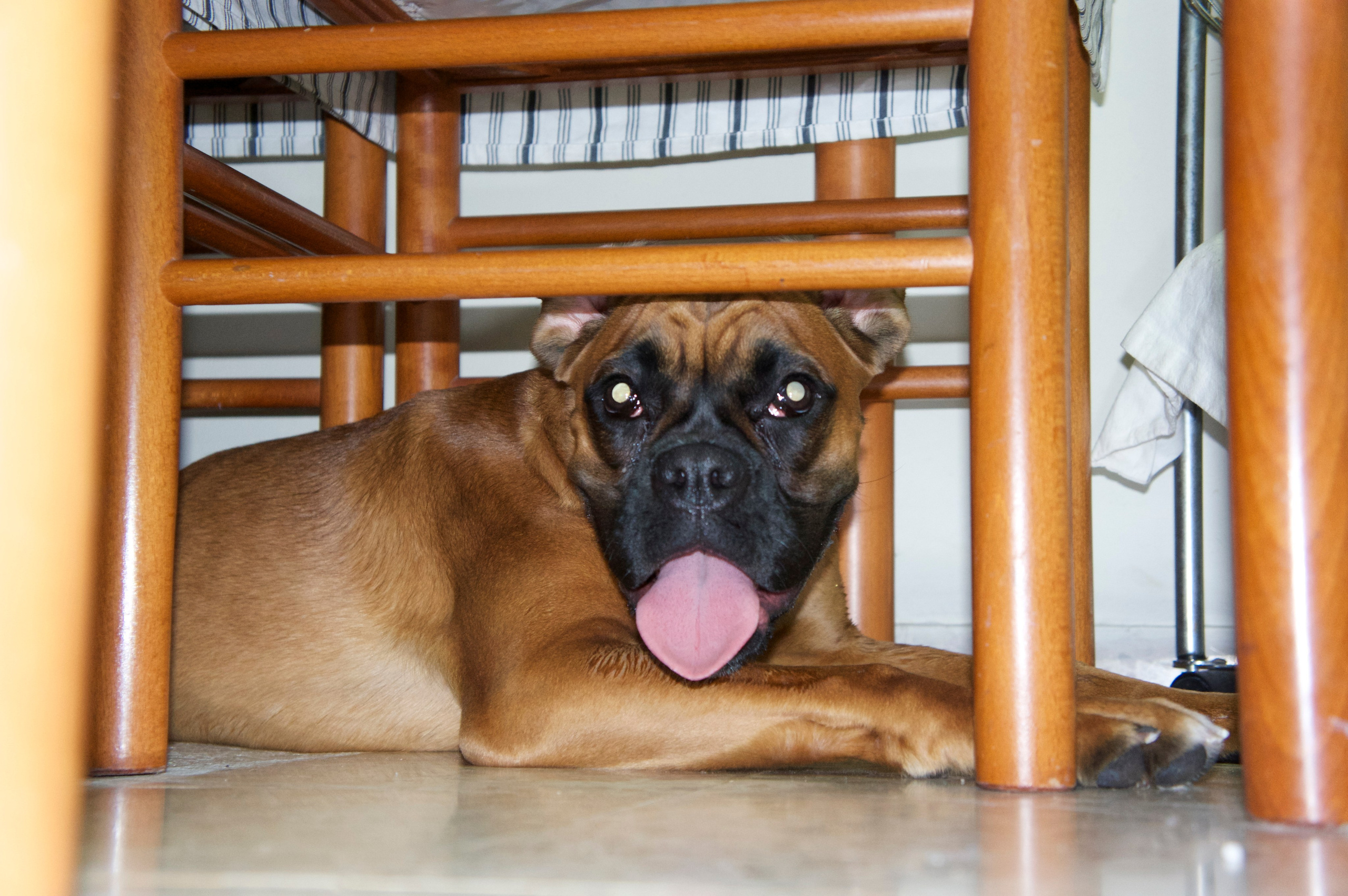 My ״Star״ Boxer Dog