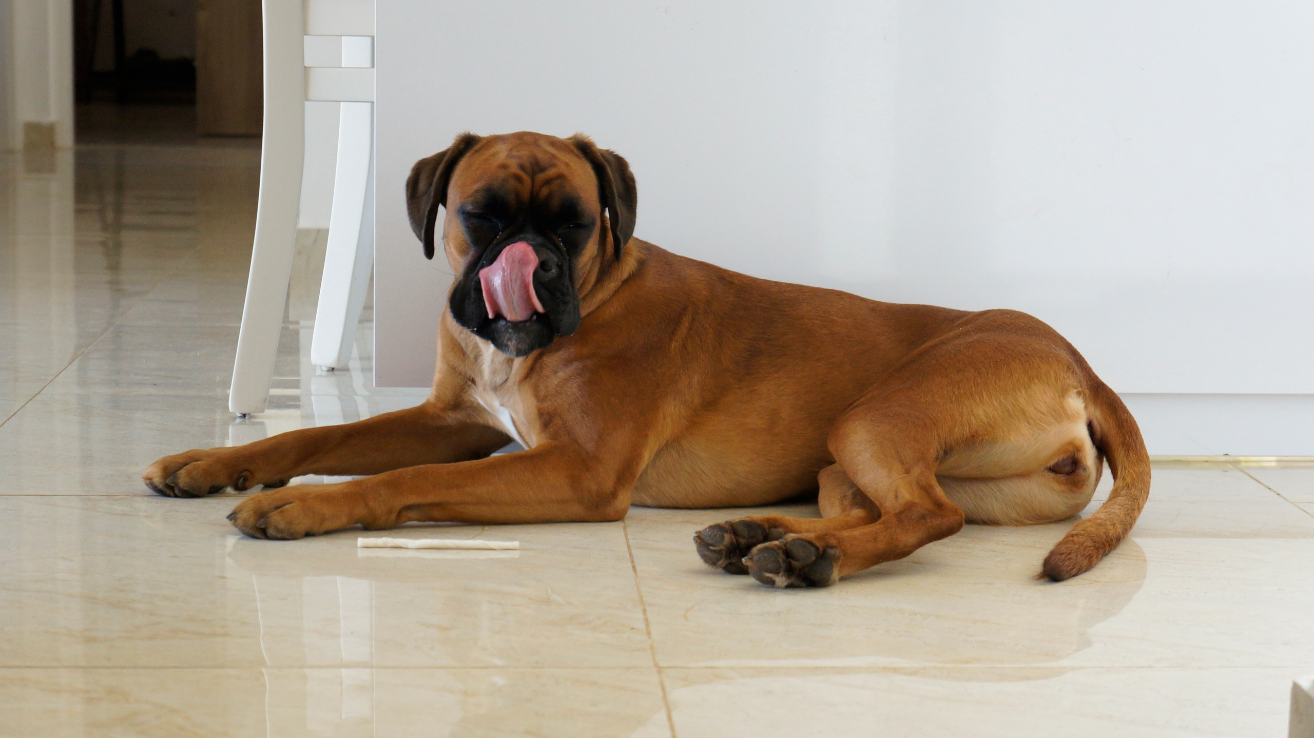 My ״Star״ Boxer Dog