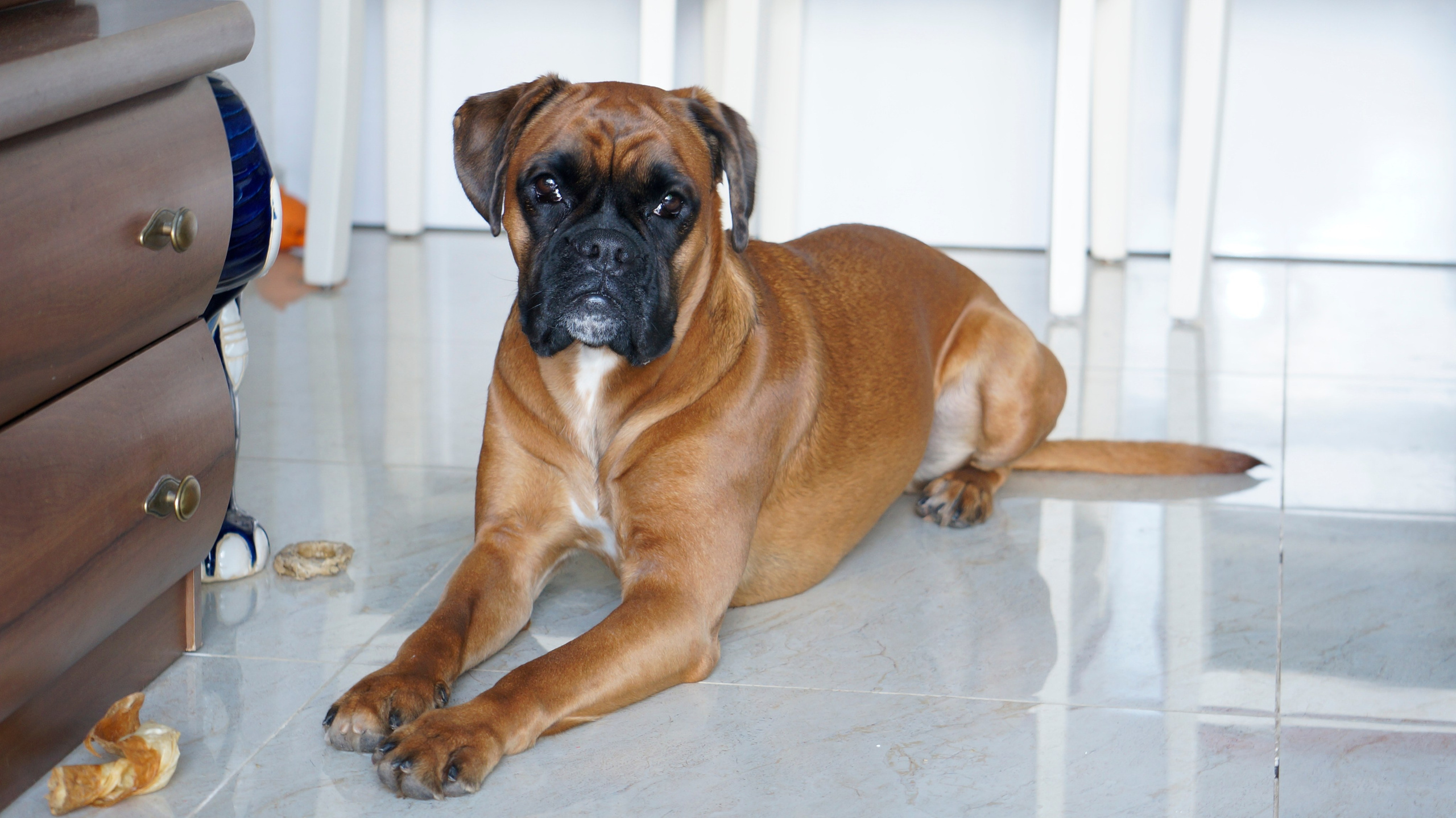 My ״Star״ Boxer Dog