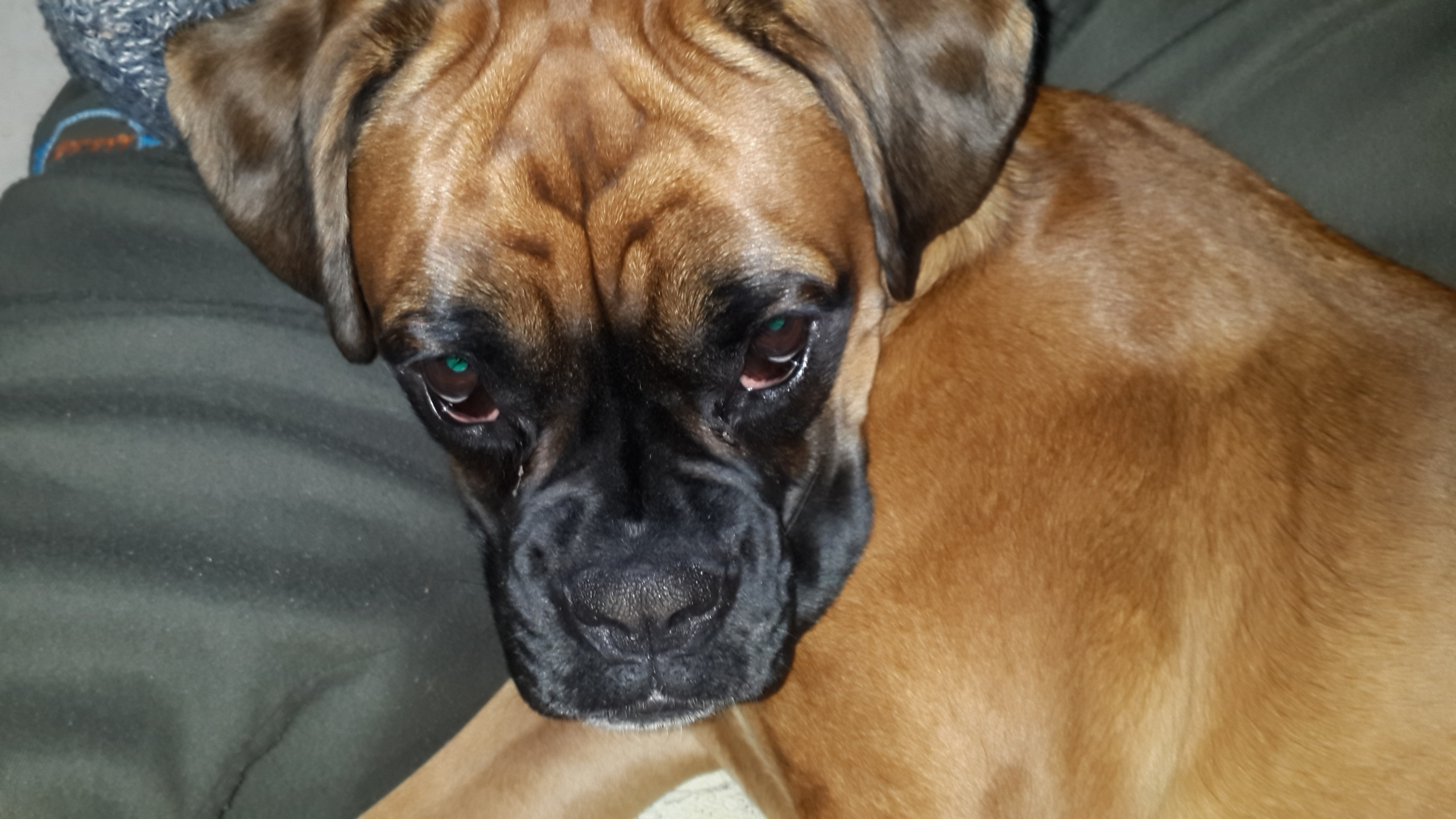 My ״Star״ Boxer Dog