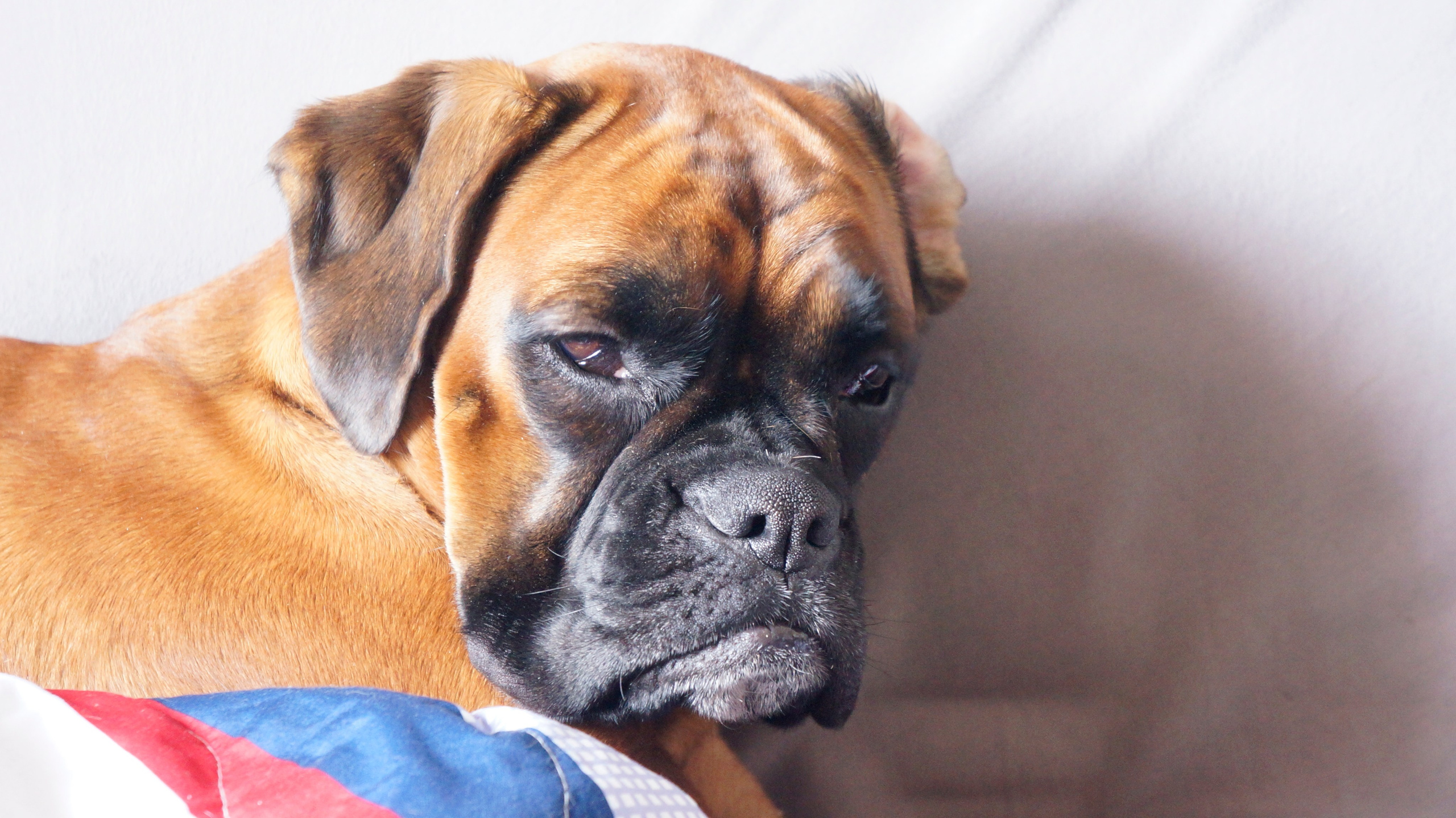 My ״Star״ Boxer Dog