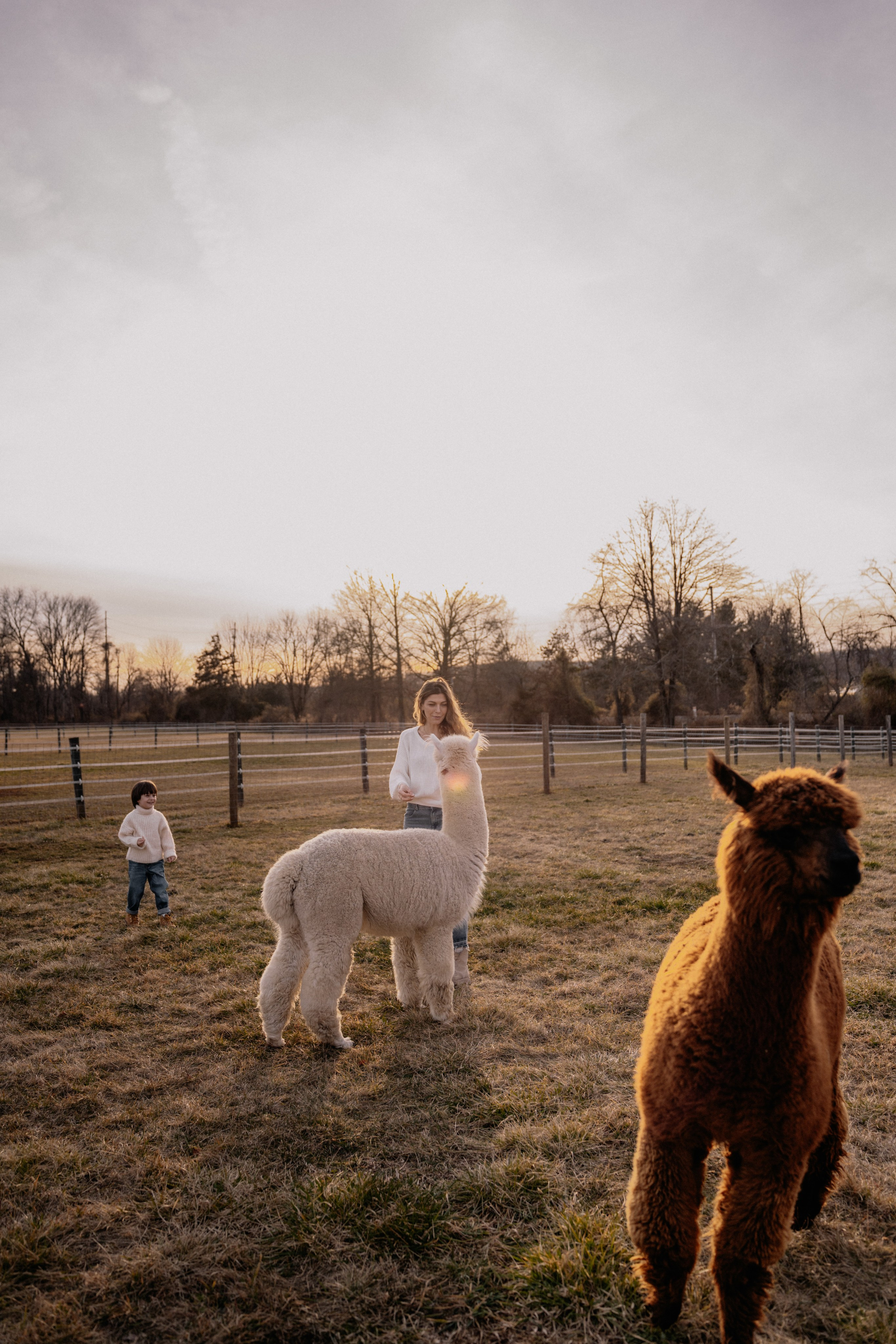 Alpaca’s farm. Wedding and family photographer and videographer PA, NJ, NY, DE, MD