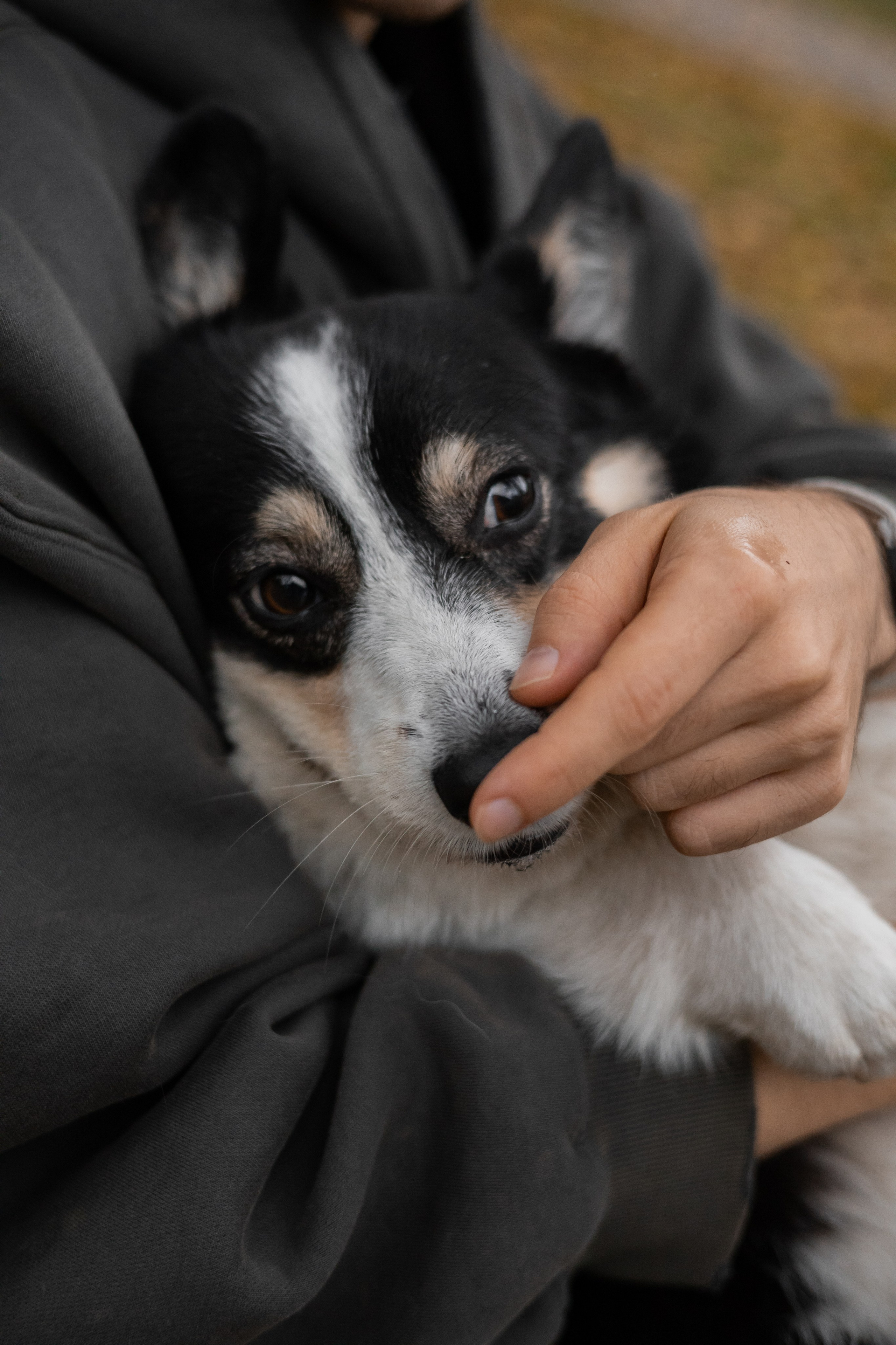 Даня, Аня и Плюша. Фотограф-анималист | Белград