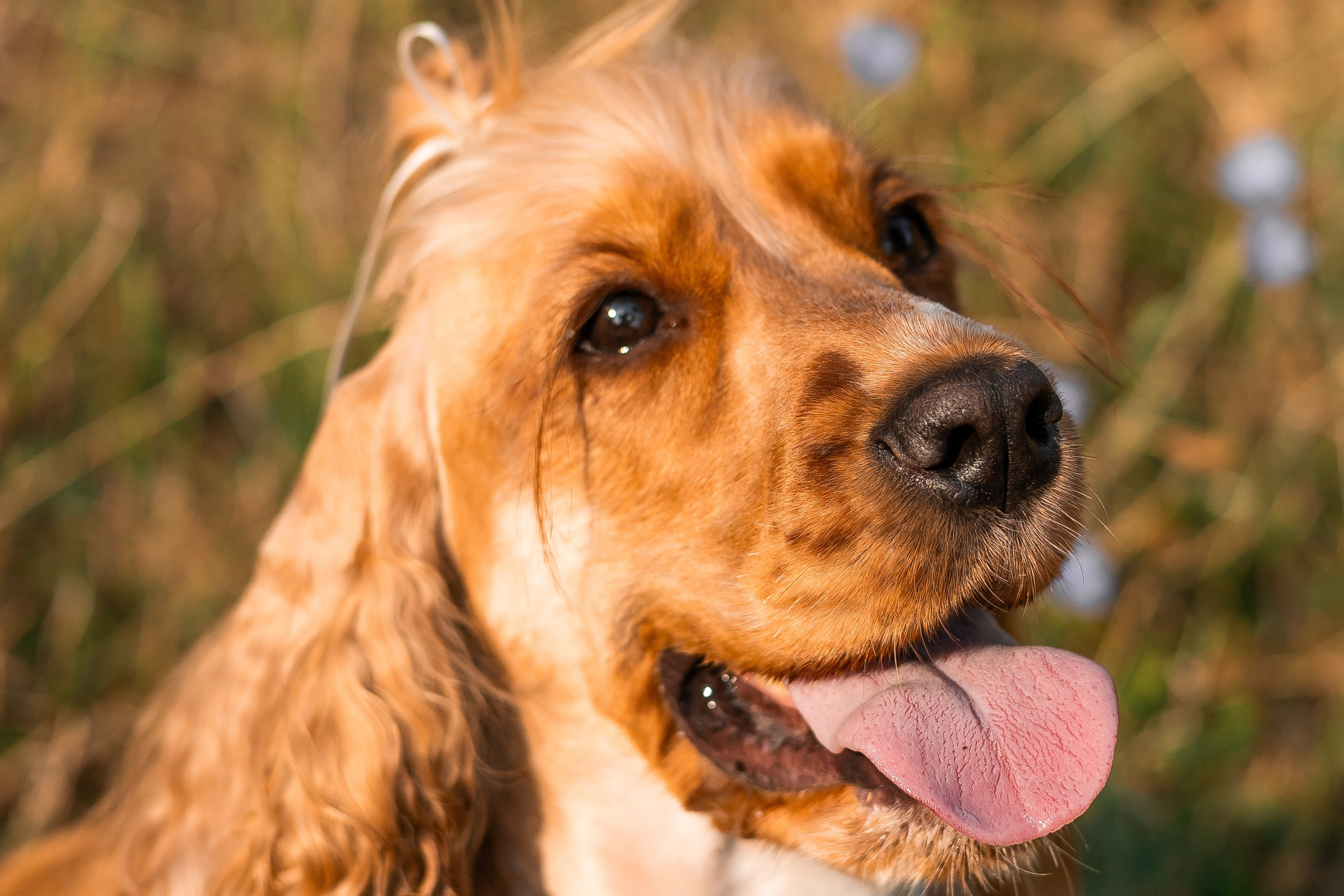 Алина и Юки. Фотограф-анималист | Белград