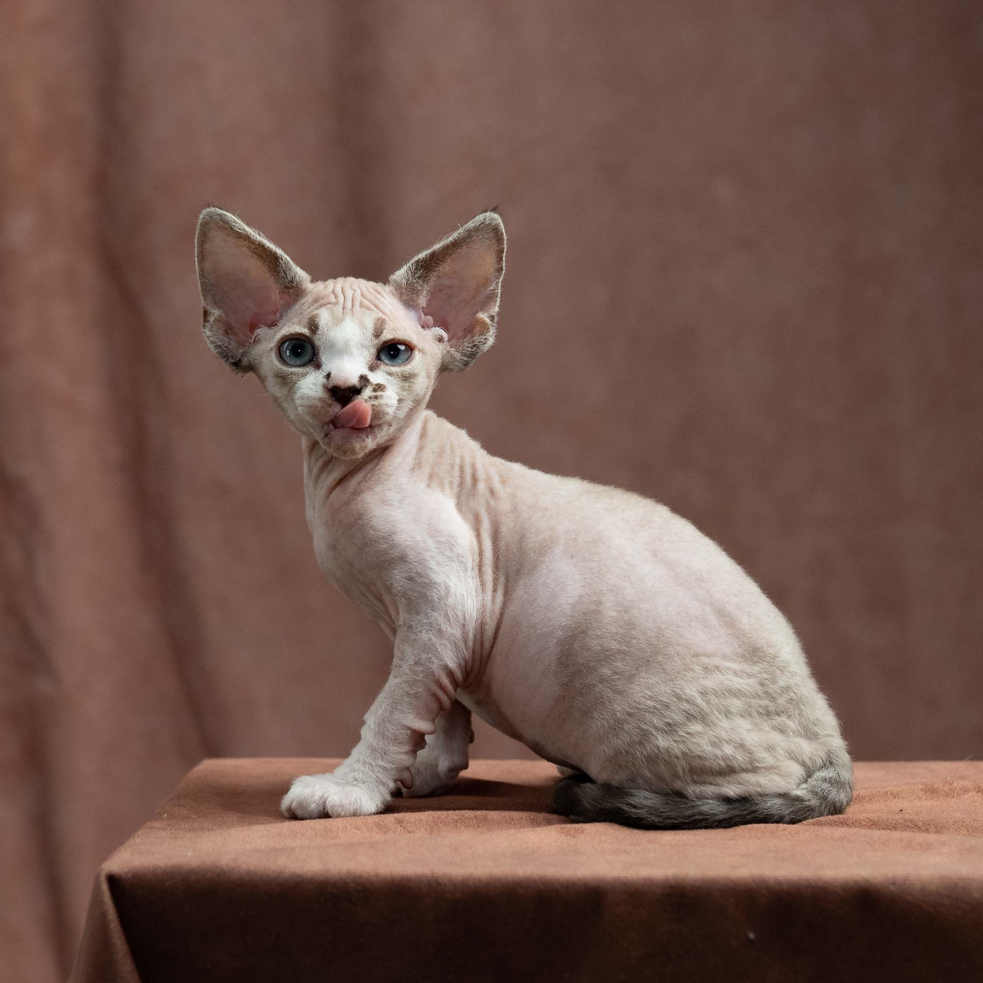 Frank, boy, born on 01.01.25. Devon Rex Pixie Cattery