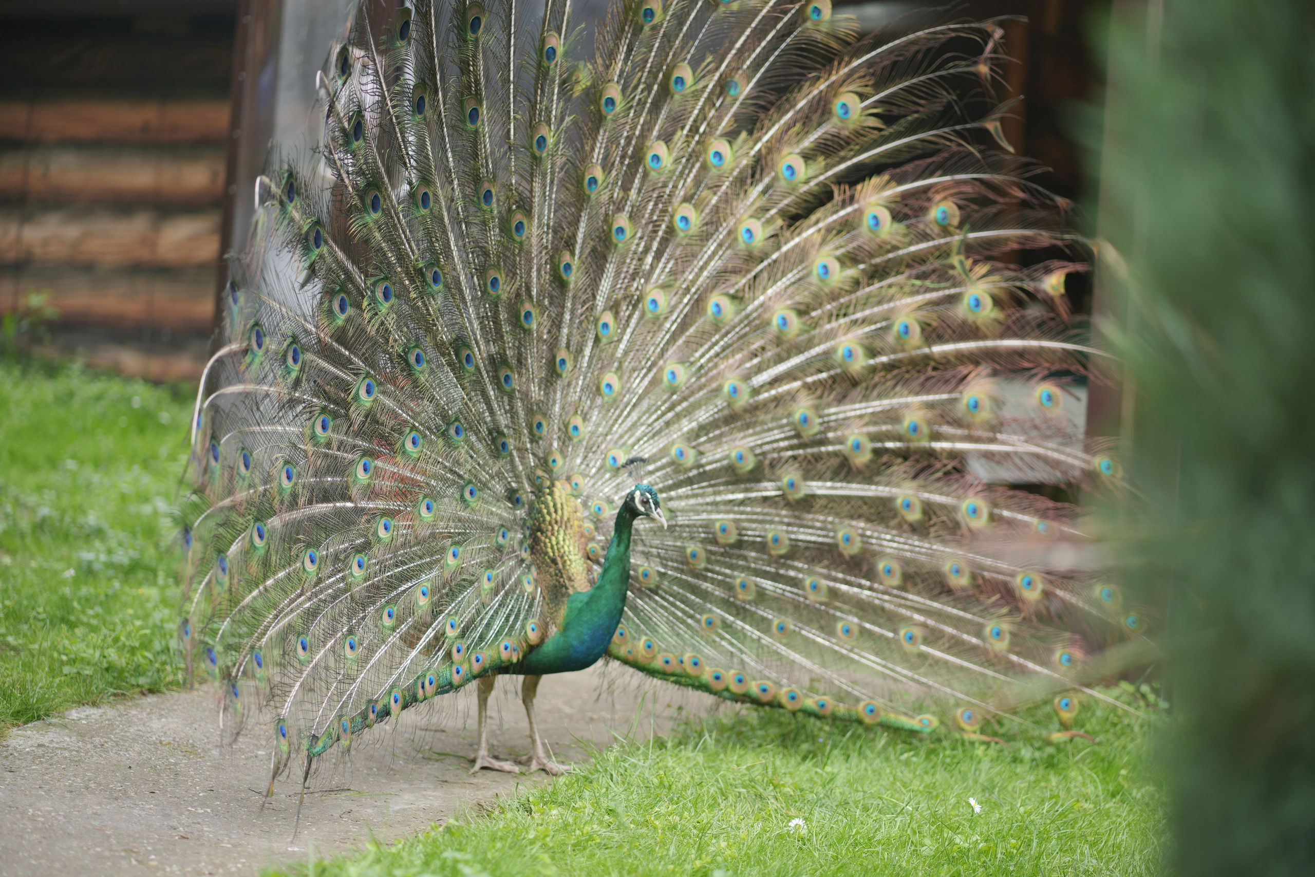 Dimitrije. Marko Superio | Wedding & Portrait Photographer
