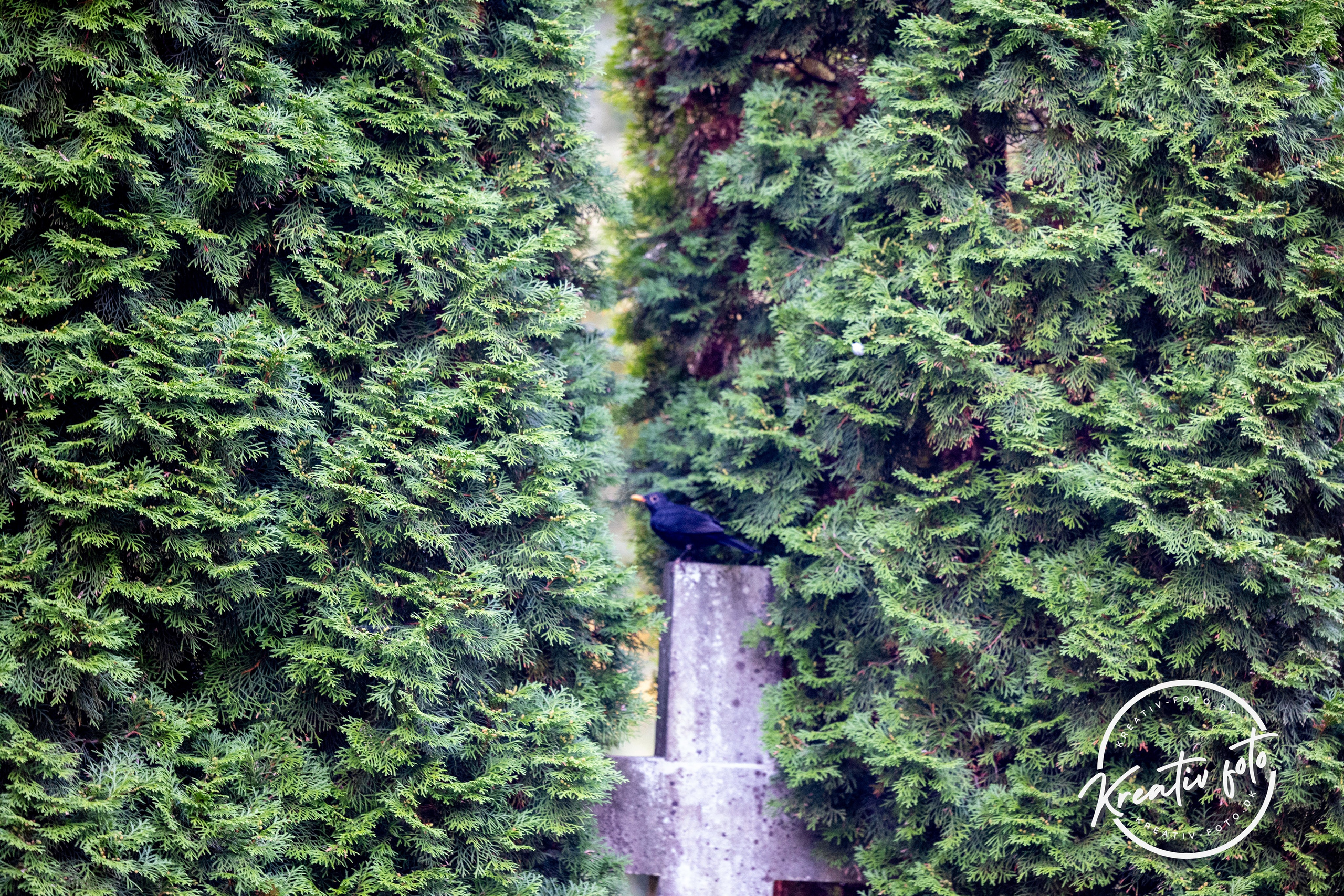 Efterår. Fotograf Aarhus | Portrætfoto Århus | Flotte billeder