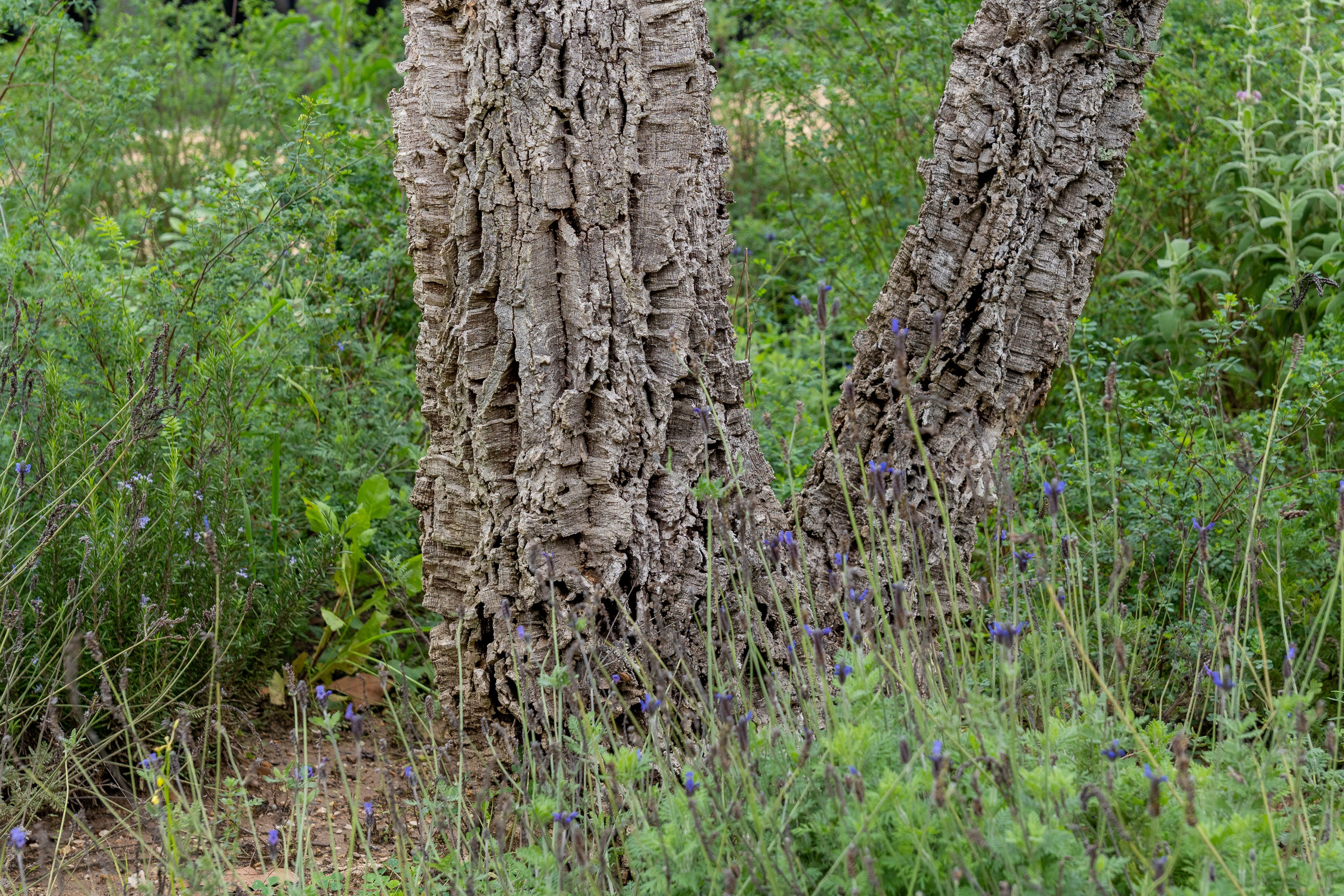 Lisabona 2025. Fotografiideplacere.net