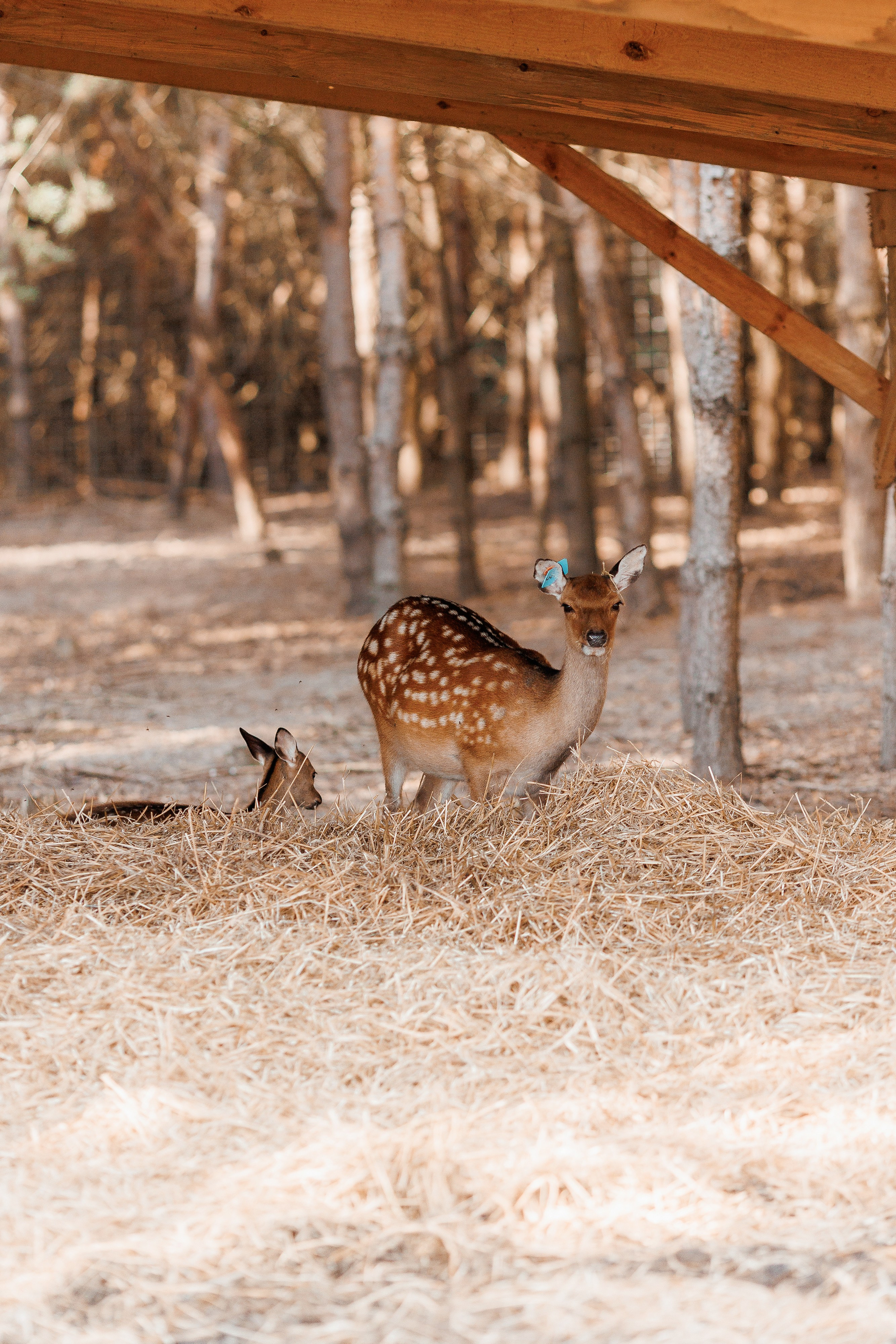 Екопарк Аміла. Ірина Терещук