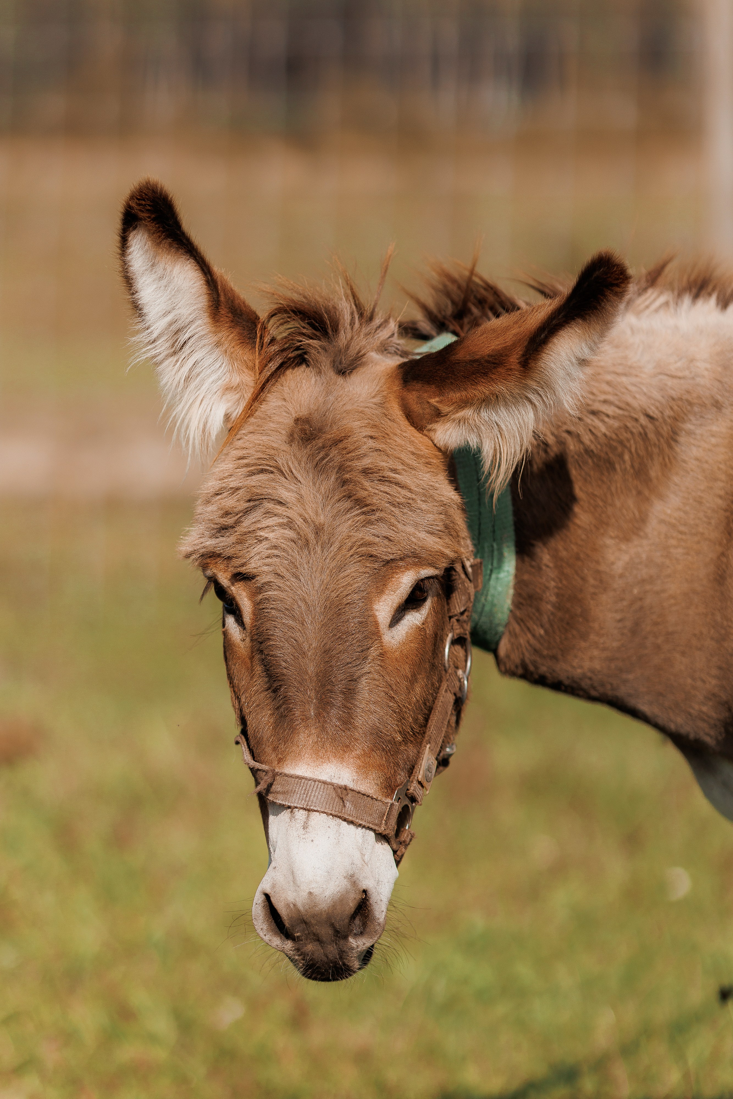Екопарк Аміла. Ірина Терещук