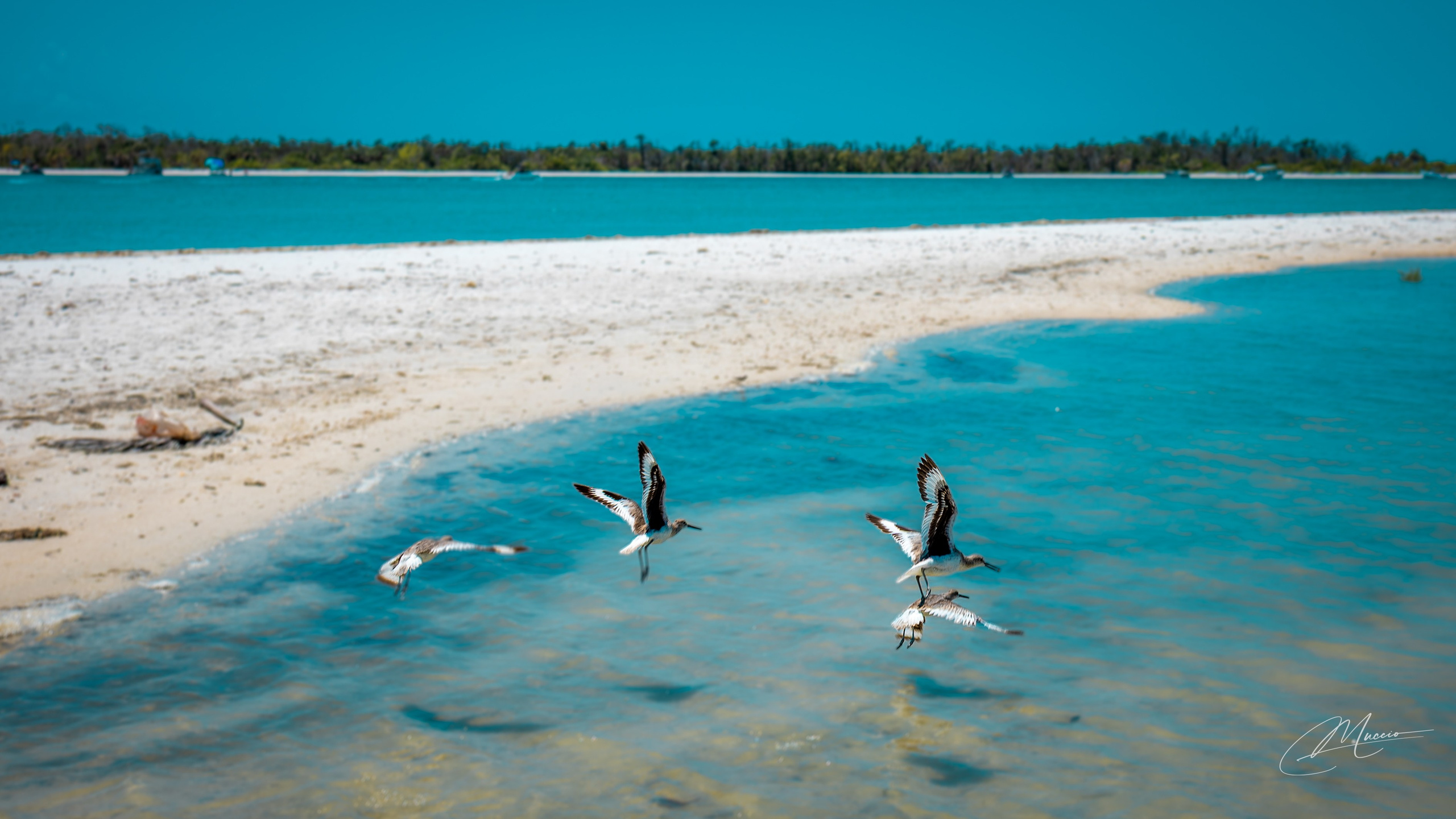 Florida Man — Fort Myers Walkabout. Out and About 239