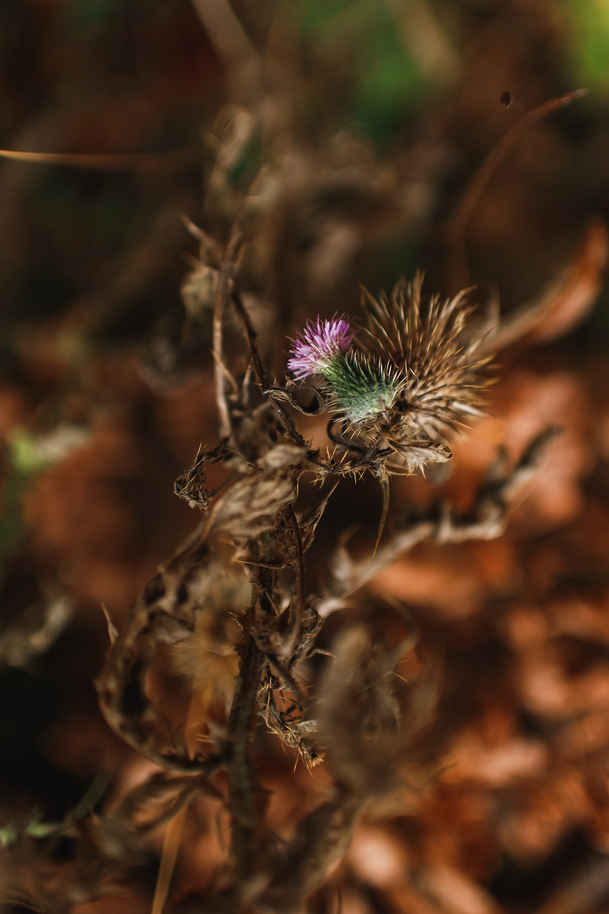Sowie góry. Kaja | fotograf we Wrocławiu | ludzie i psy