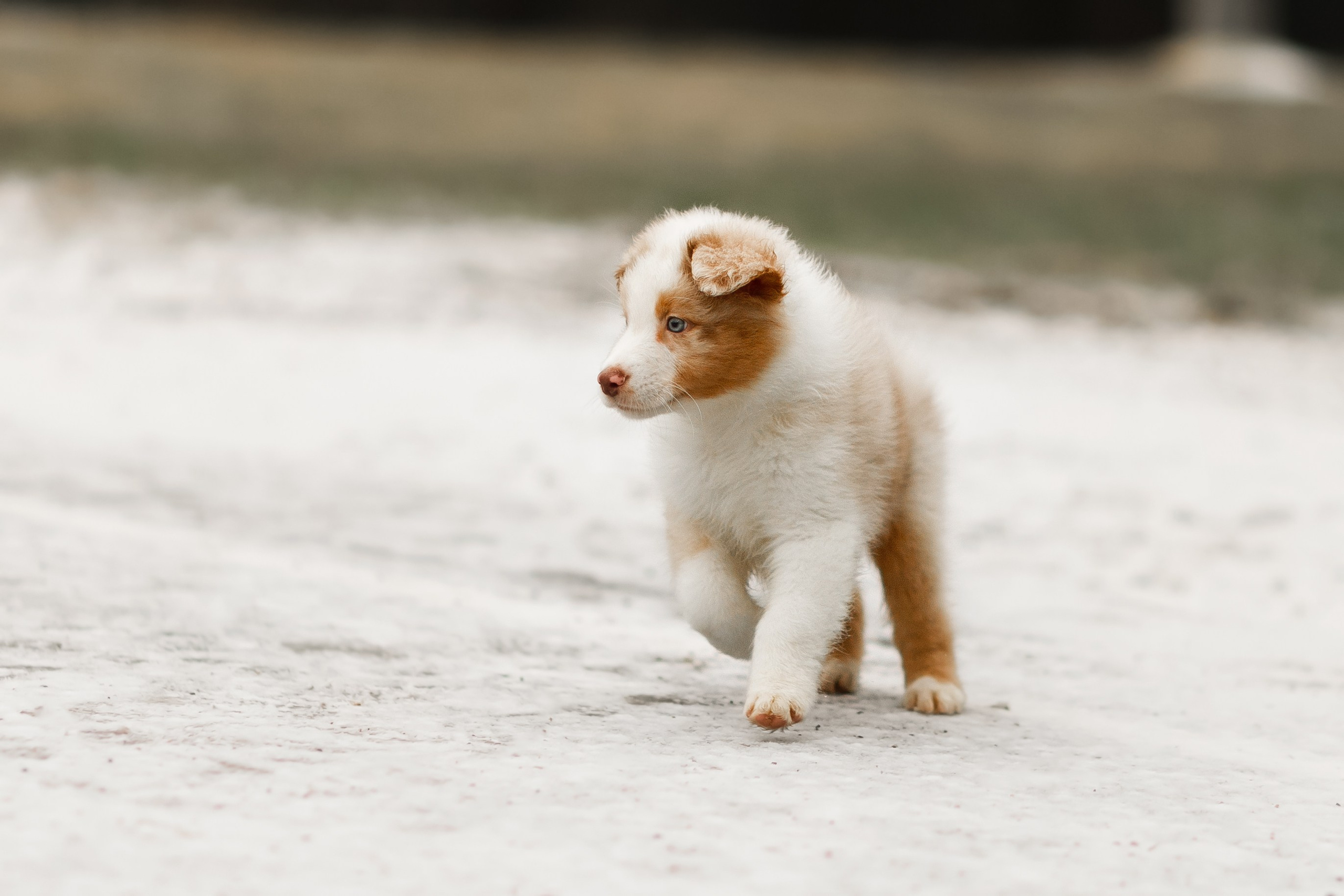 Pack of aussie puppies. Kaja | fotograf psów we Wrocławiu