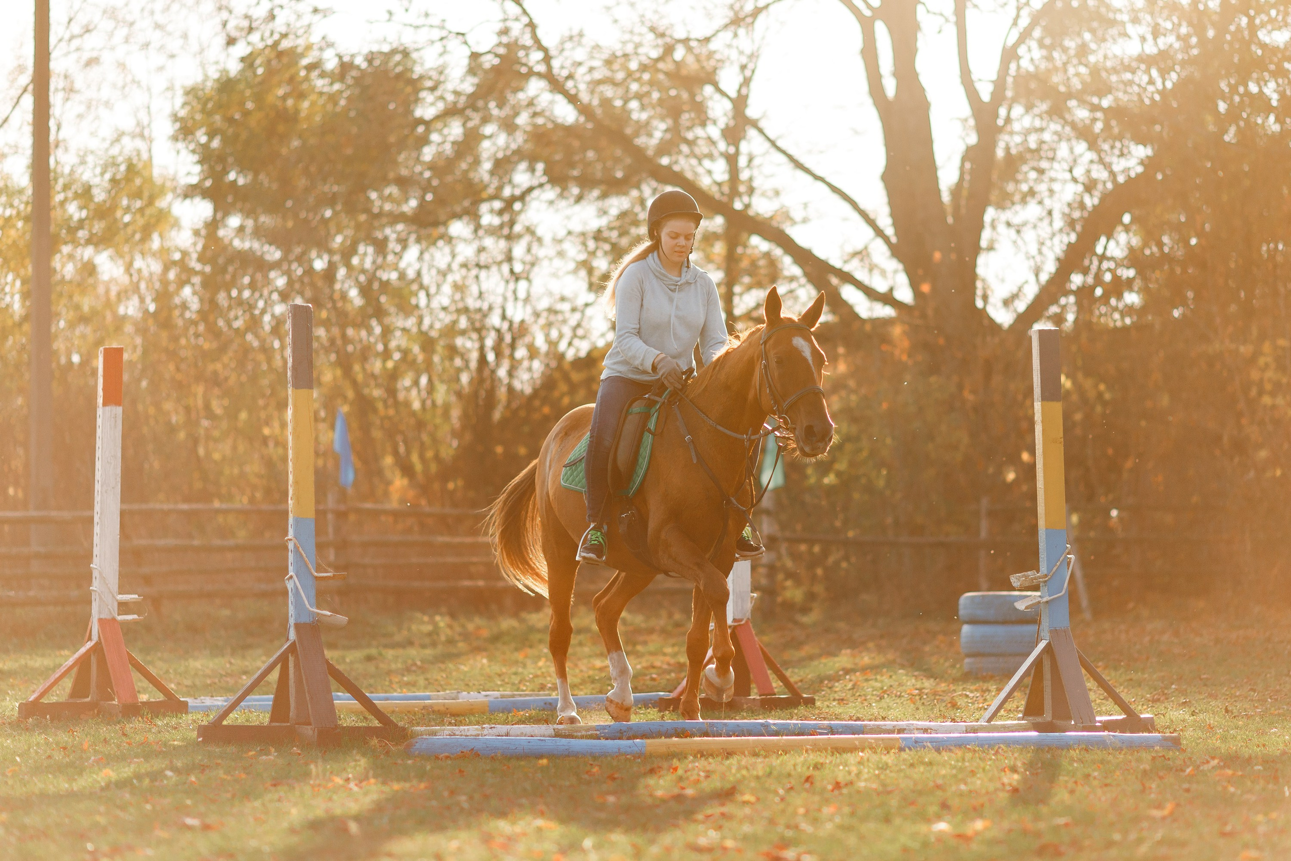 Autumn equestrian training. Kaja | fotograf psów we Wrocławiu