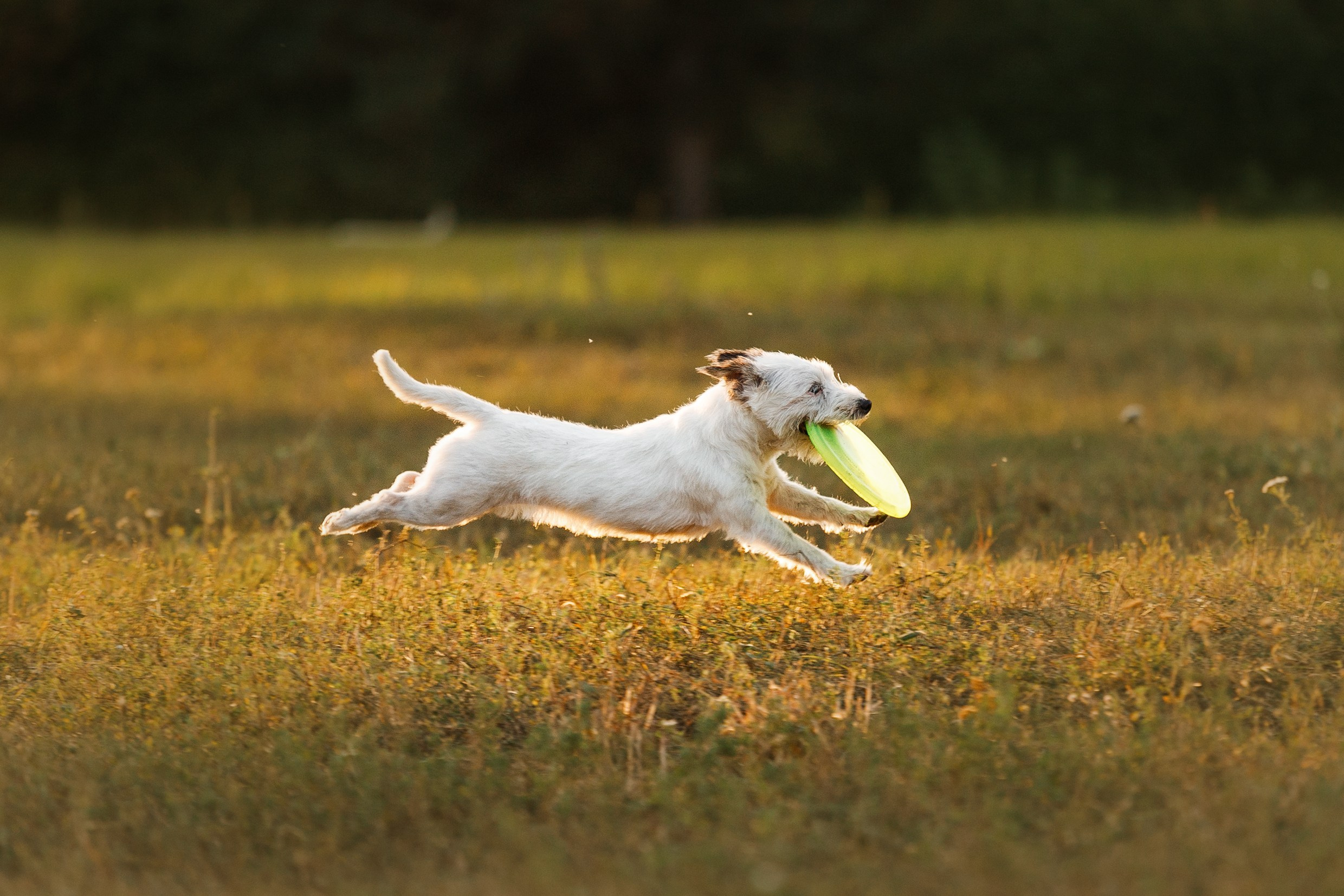 Frisbee training at sunset | summer. Kaja | fotograf we Wrocławiu | ludzie i psy