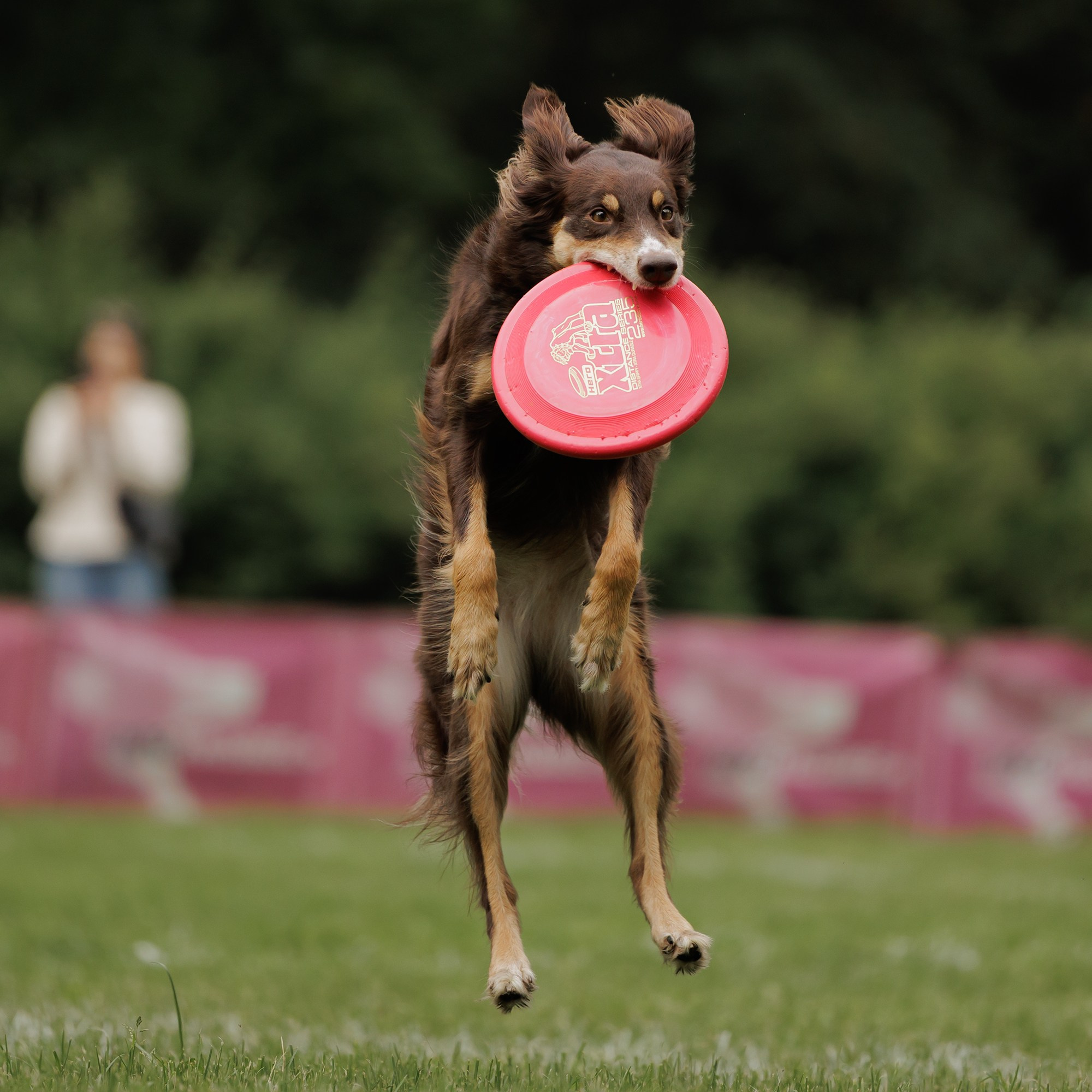 Latające psy, Wrocław'25. Kaja | fotograf psów we Wrocławiu