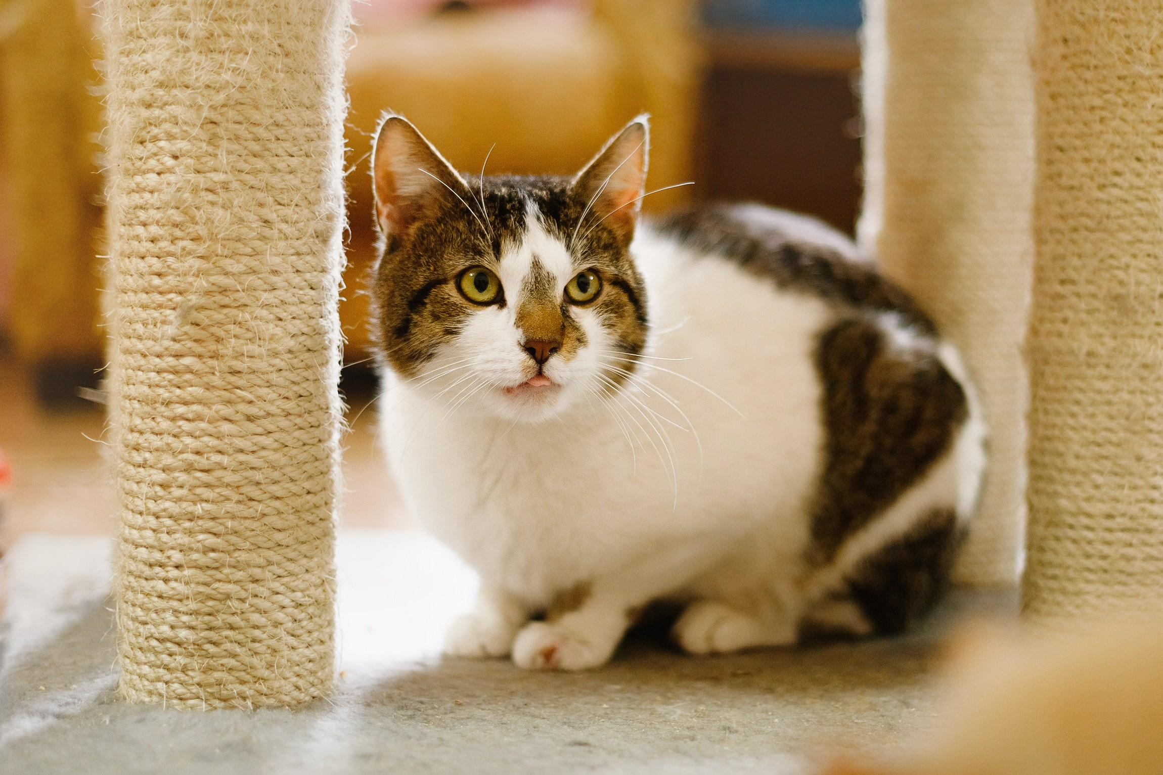 Shelter's cats for adoption. Kaja | fotograf we Wrocławiu | ludzie i psy