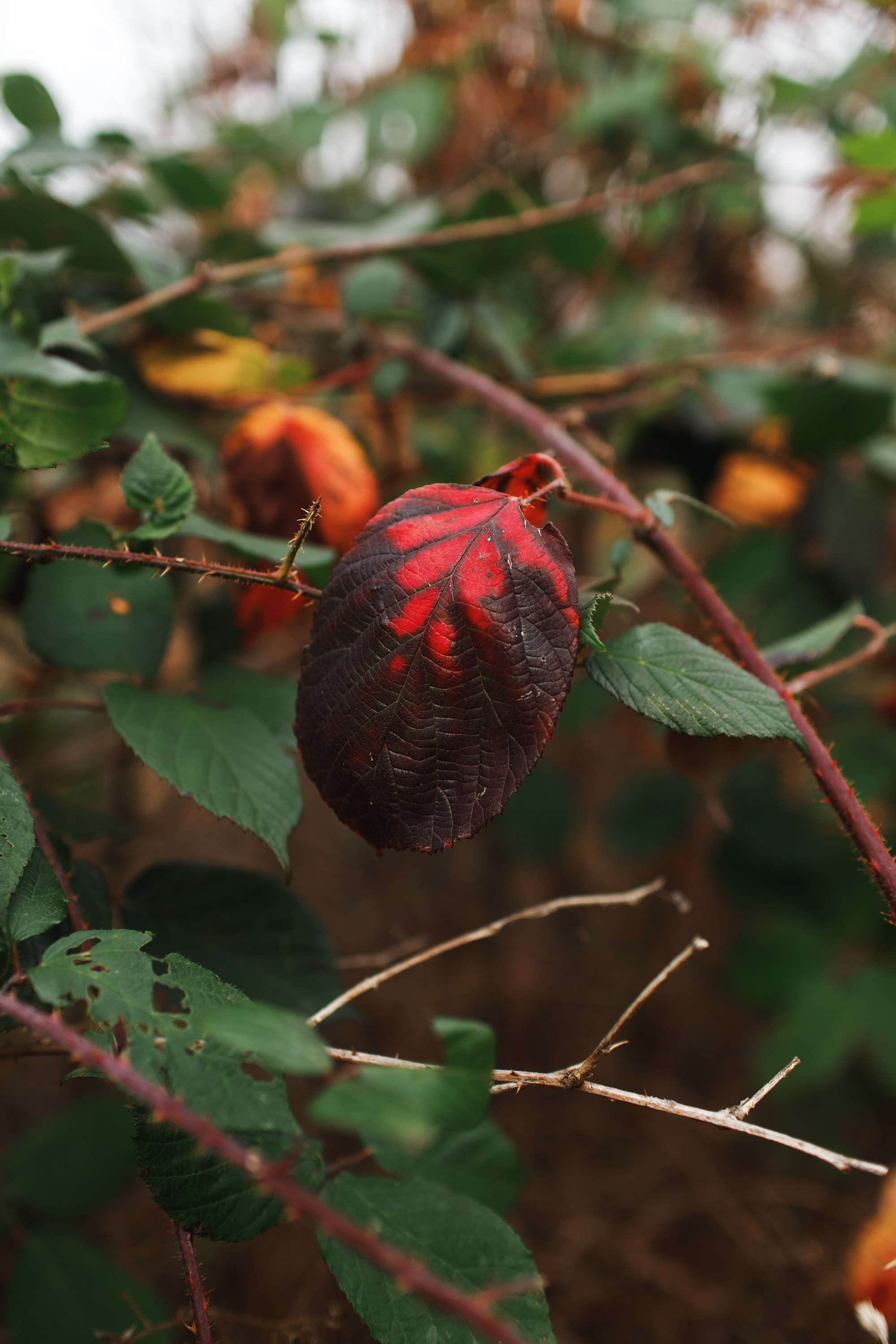 Sowie góry. Kaja | fotograf we Wrocławiu | ludzie i psy