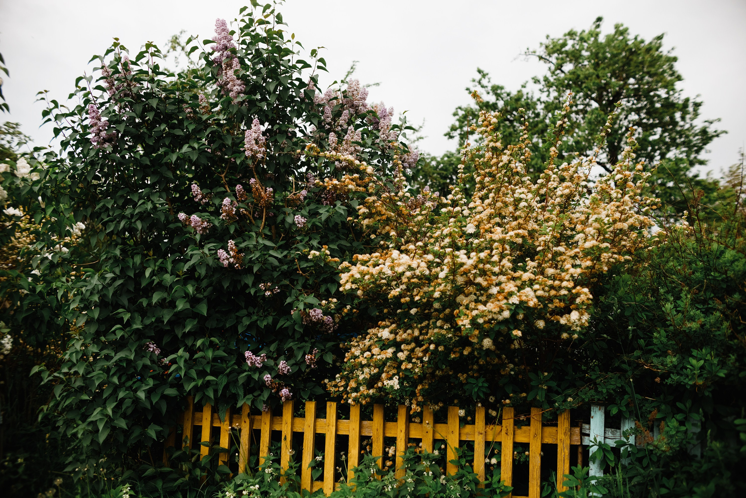 Grodno. Kaja | fotograf we Wrocławiu | ludzie i psy