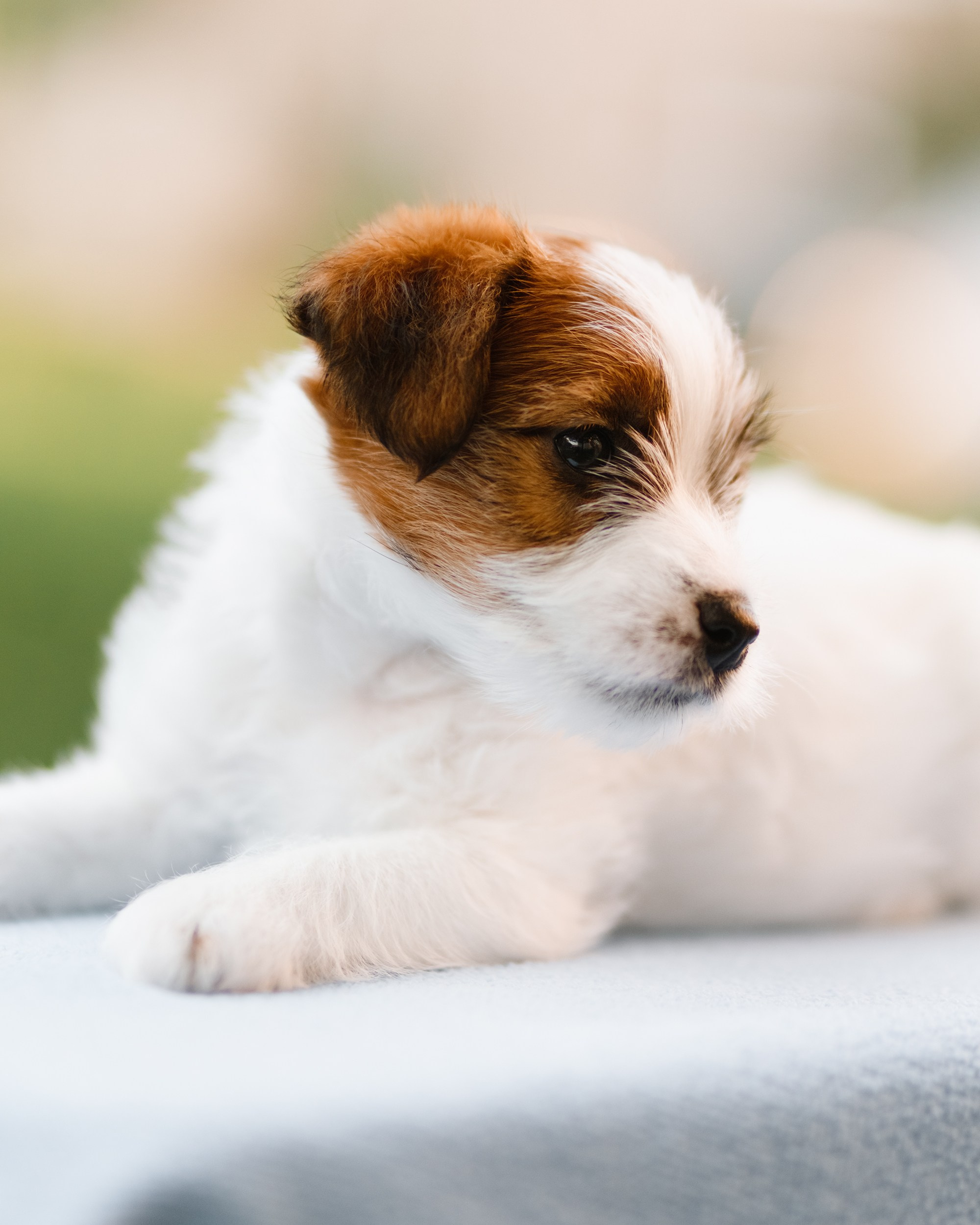 Jack russel puppies. Kaja | fotograf we Wrocławiu | ludzie i psy