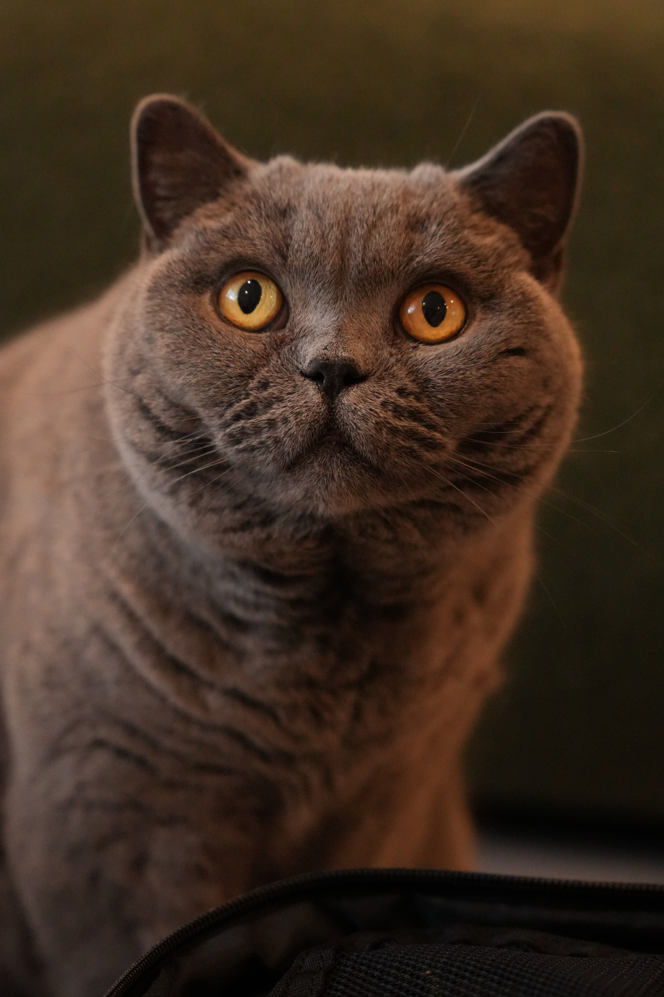 Pets. Shuttergry Photography