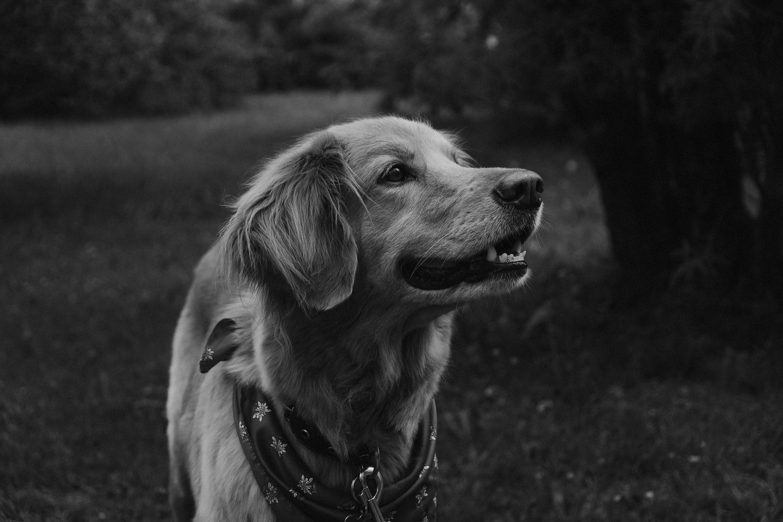 Three generations & one tail. Фотографы Минск и мир